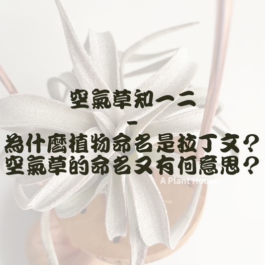 空氣草知一二 -為什麼植物命名是拉丁文? -空氣草的命名又有何意思?