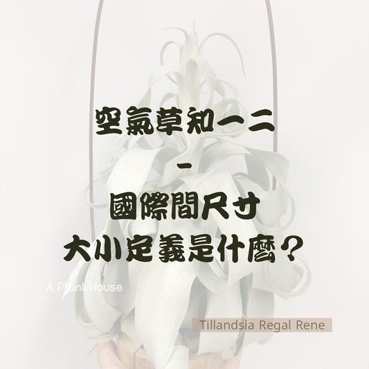 空氣草知一二 -國際間尺寸大小定義是什麼?