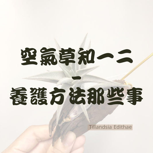 空氣草知一二 -養護方法那些事-針葉類品種