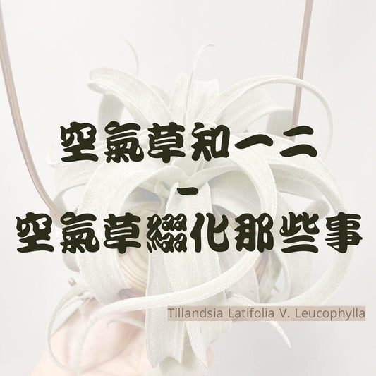 空氣草知一二 -空氣草綴化那些事