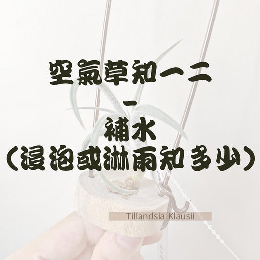 空氣草知一二 -補水(浸泡或淋雨知多少)