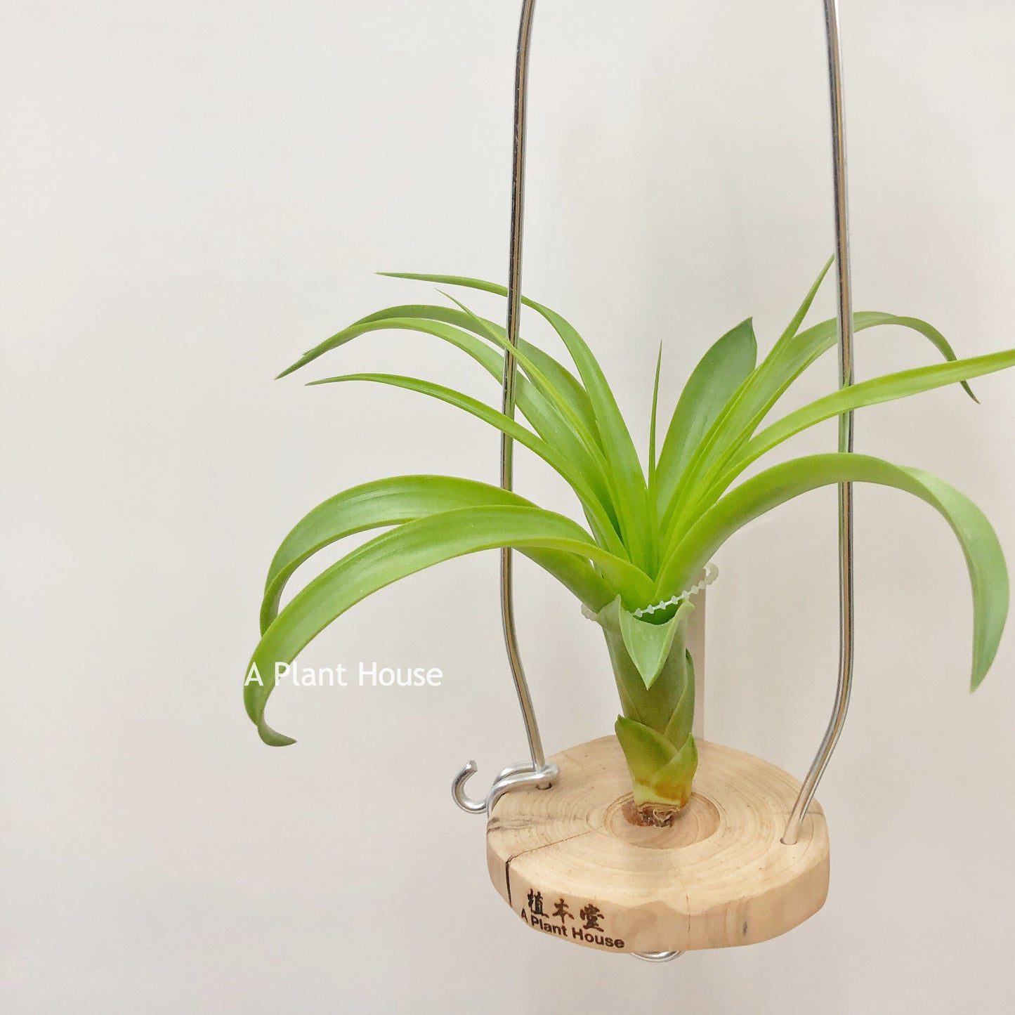 Tillandsia Etna