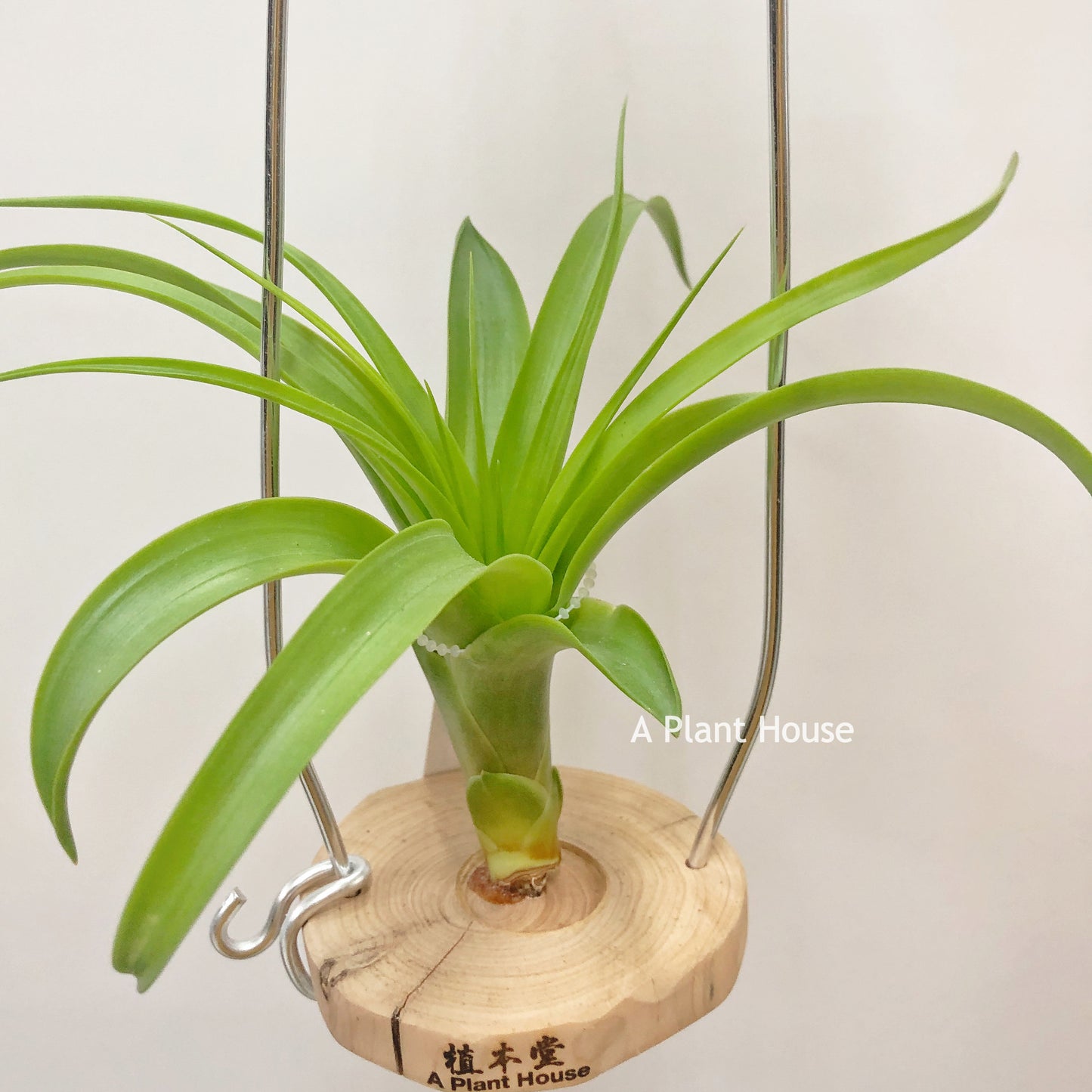 Tillandsia Etna