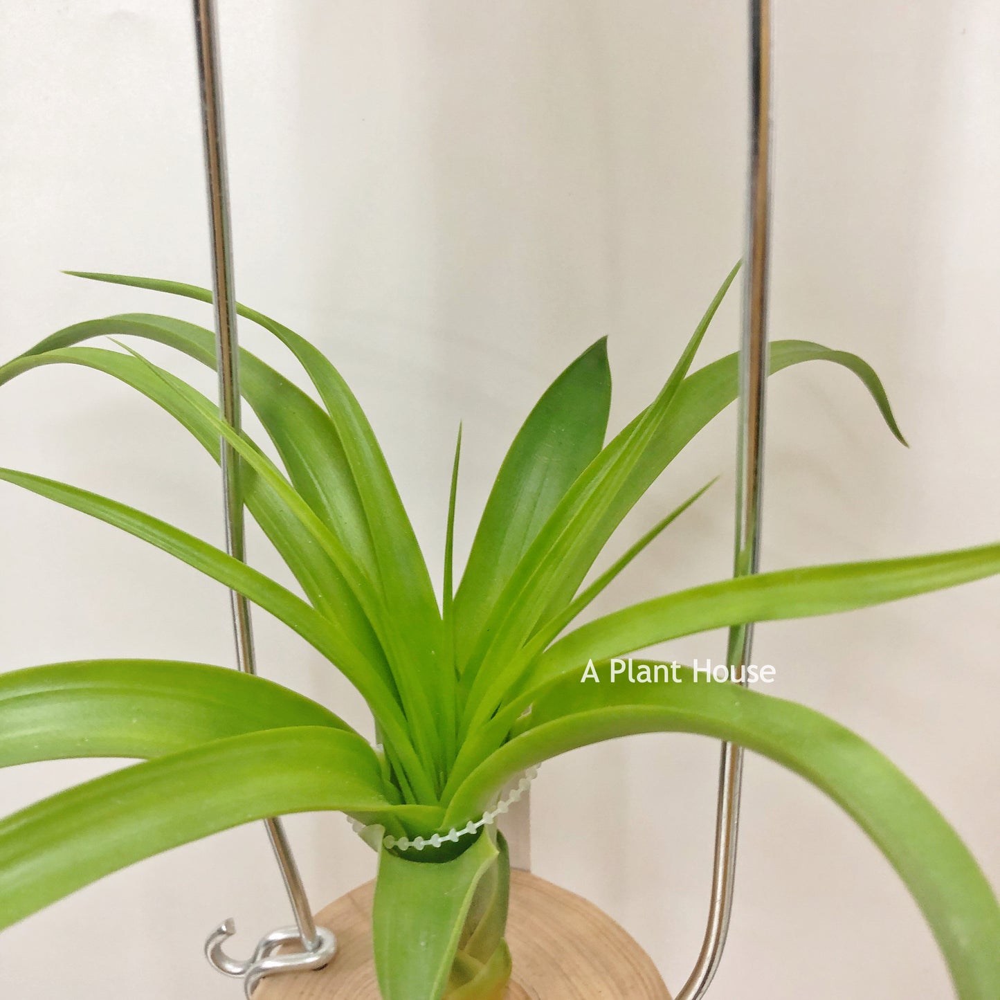 Tillandsia Etna