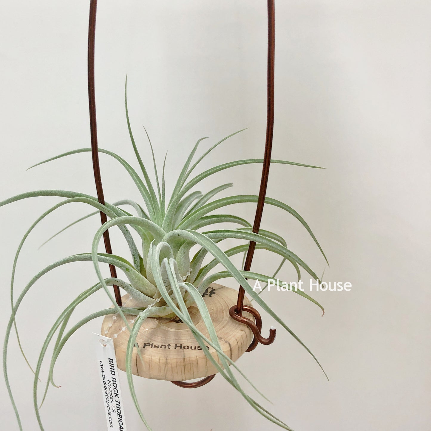 Tillandsia X Zacapa