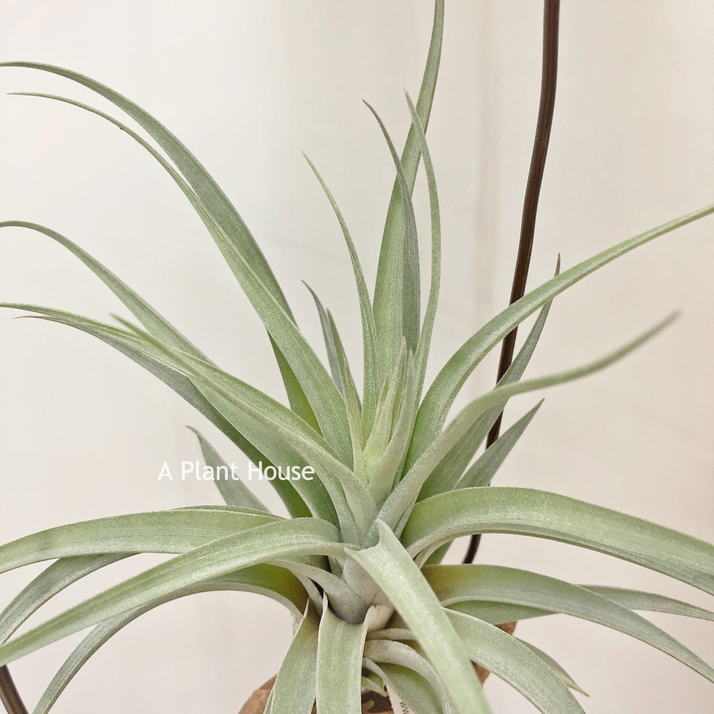 Tillandsia X Correalei