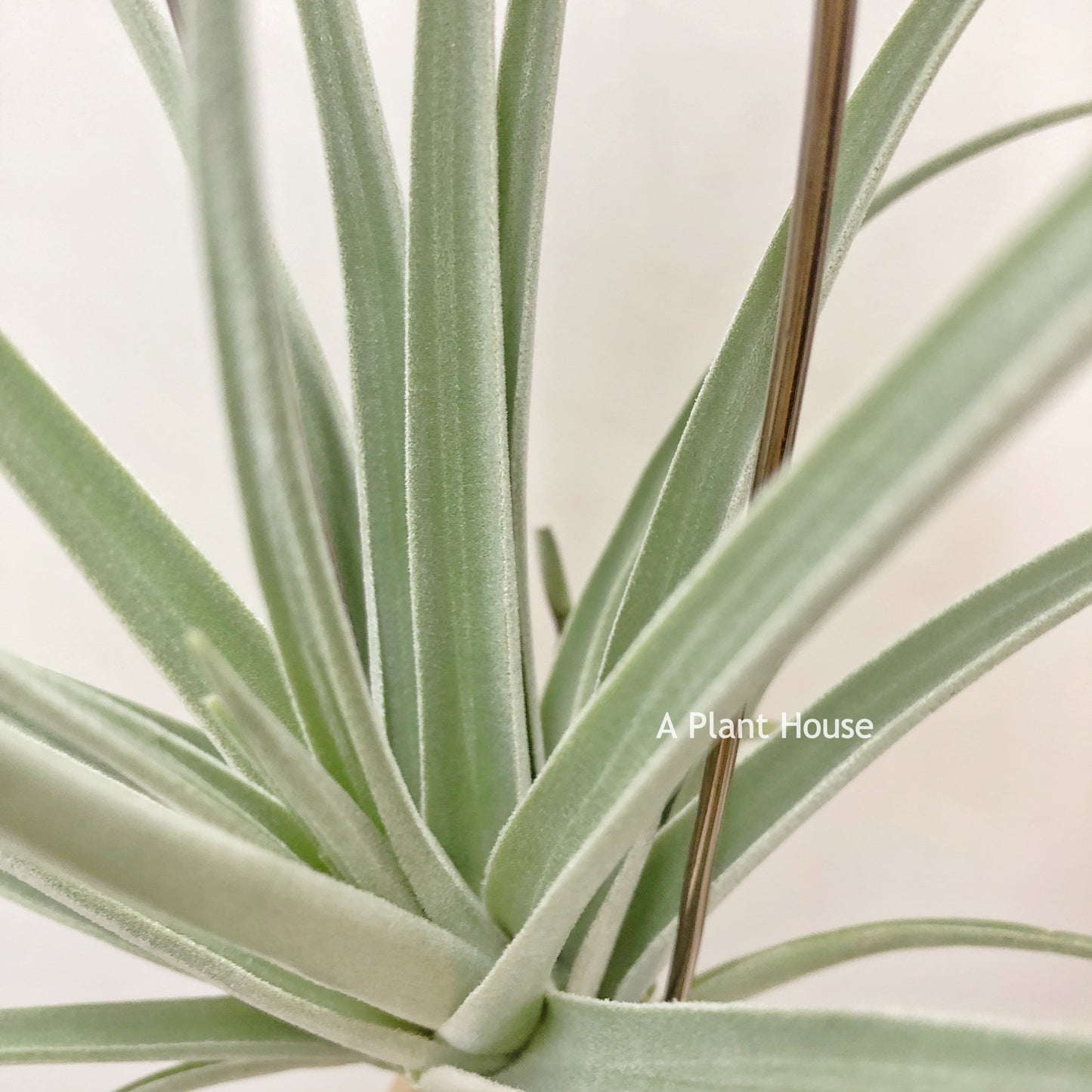 Tillandsia Burnt Fingers