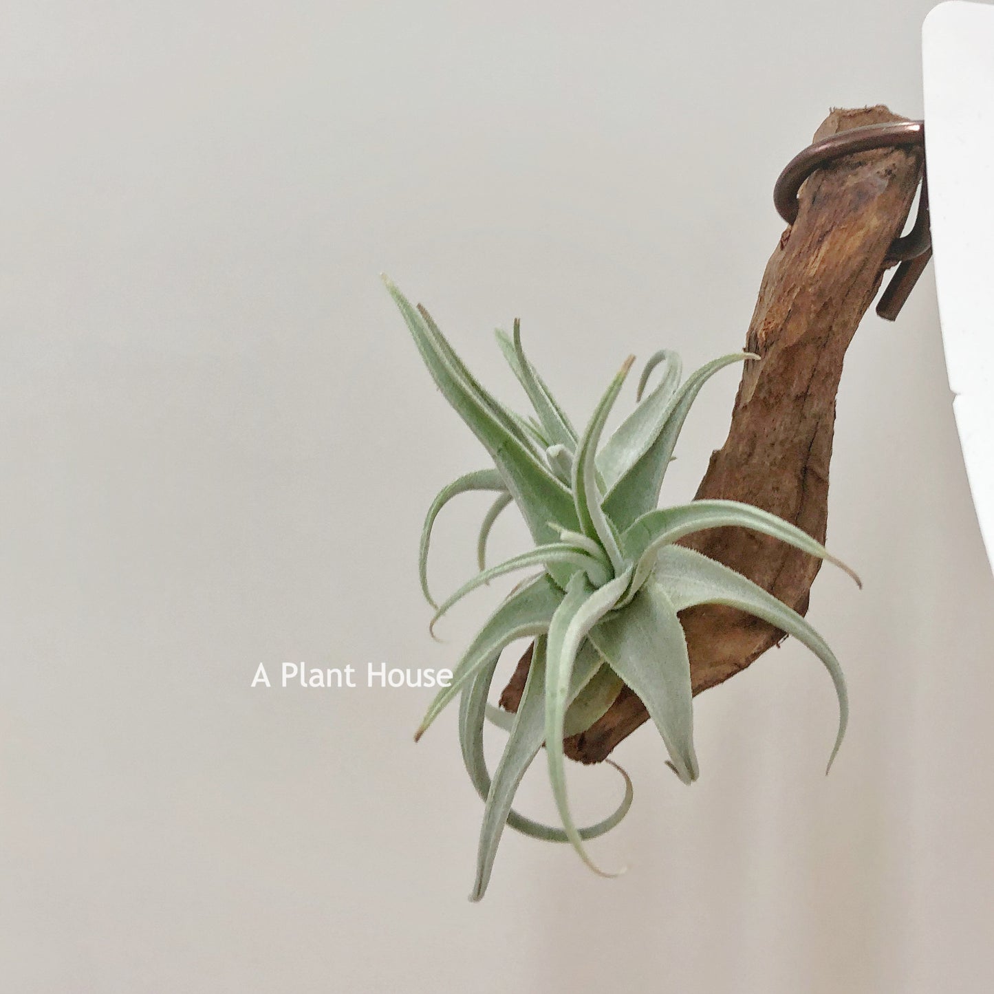Tillandsia Streptocarpa Mini X
