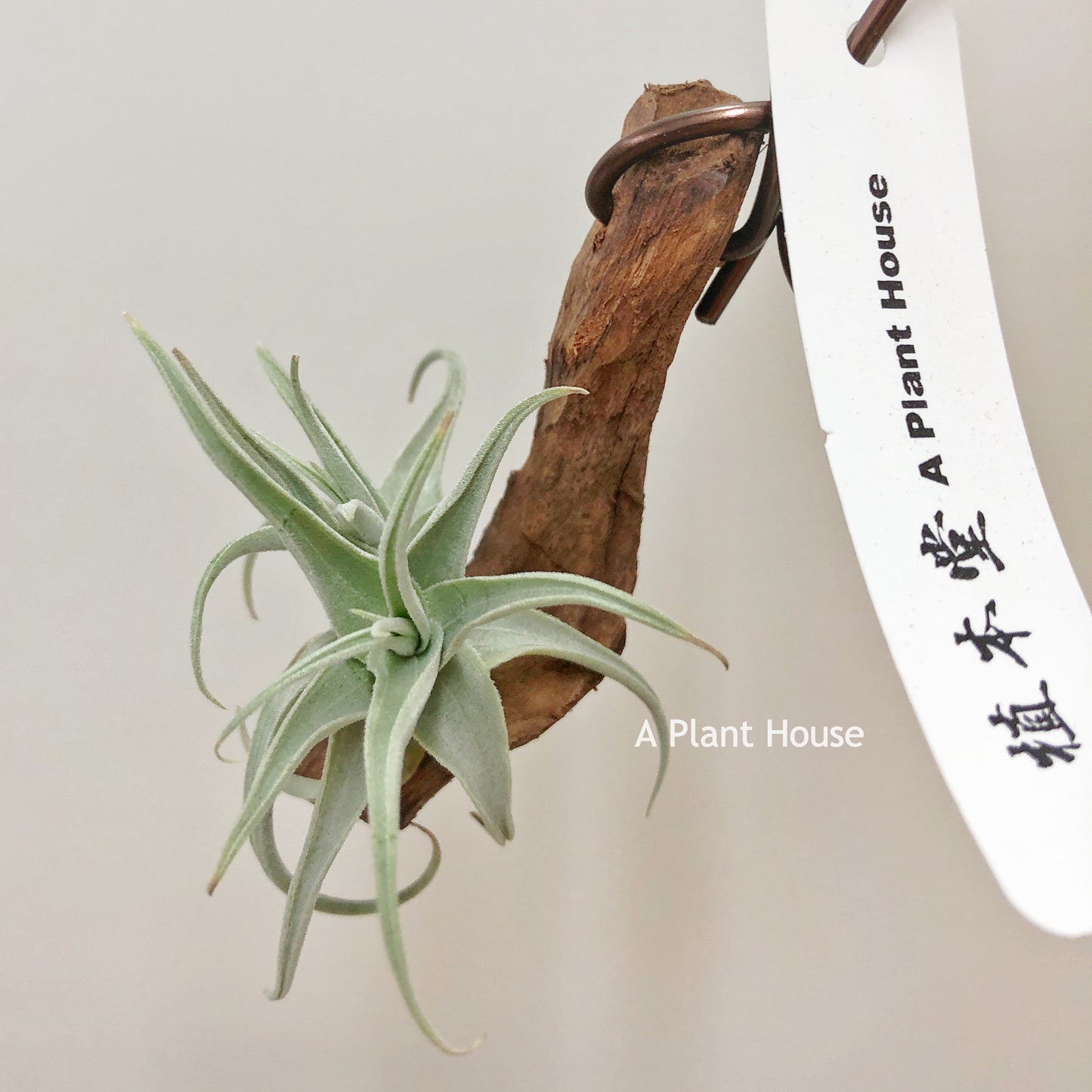 Tillandsia Streptocarpa Mini X