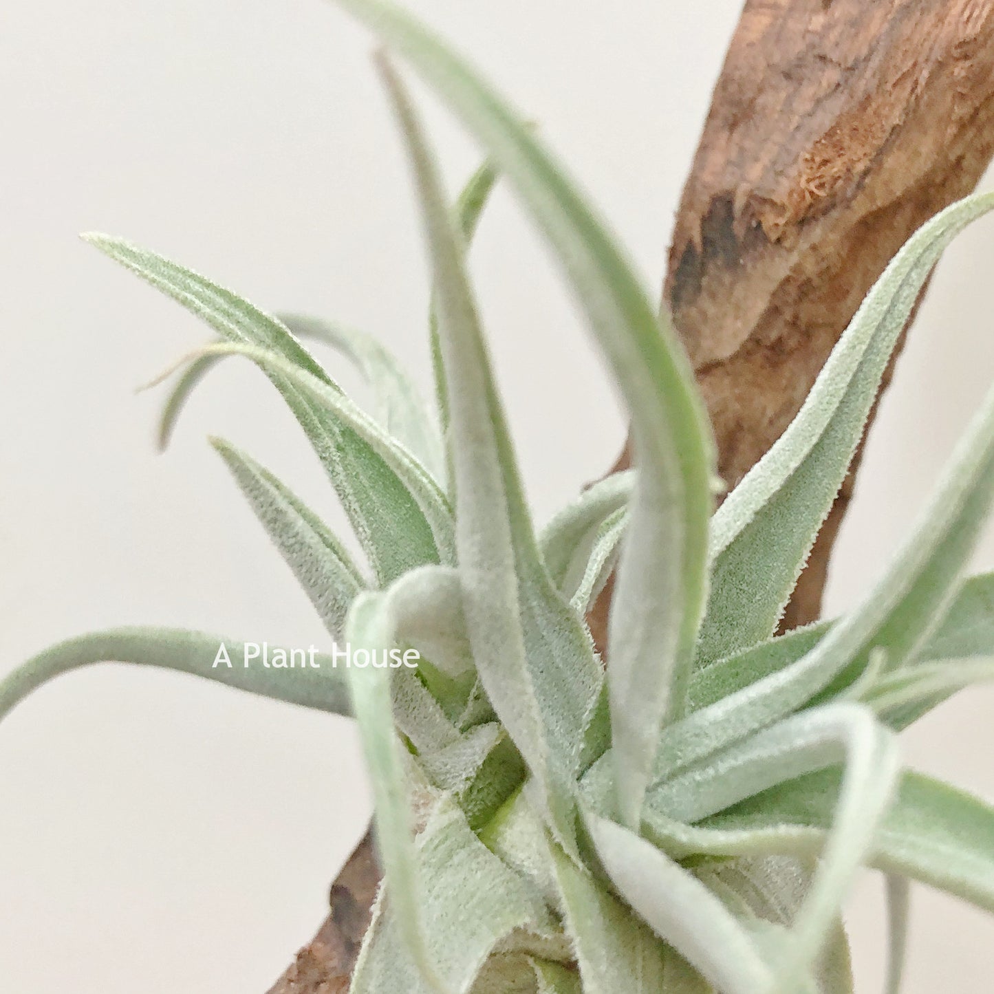 Tillandsia Streptocarpa Mini X