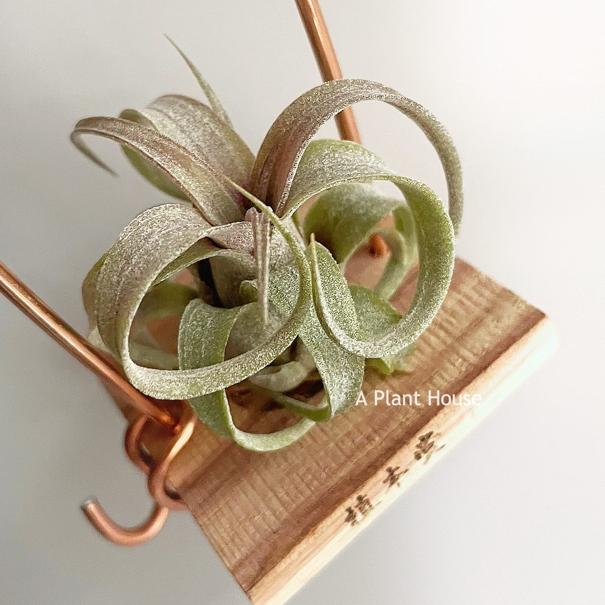 Tillandsia Coconut Grove X Streptophylla