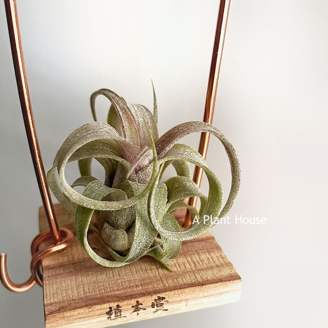 Tillandsia Coconut Grove X Streptophylla