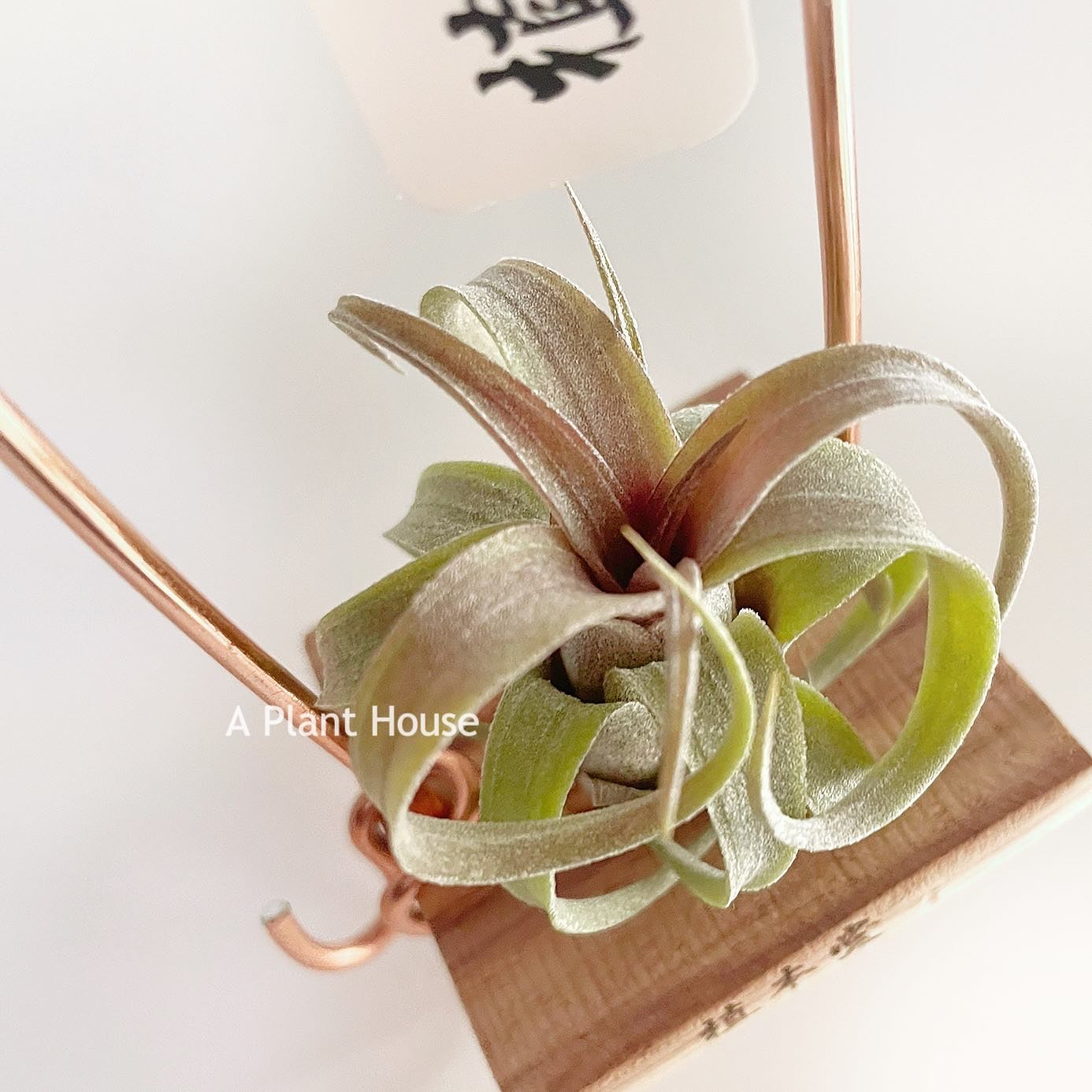 Tillandsia Coconut Grove X Streptophylla