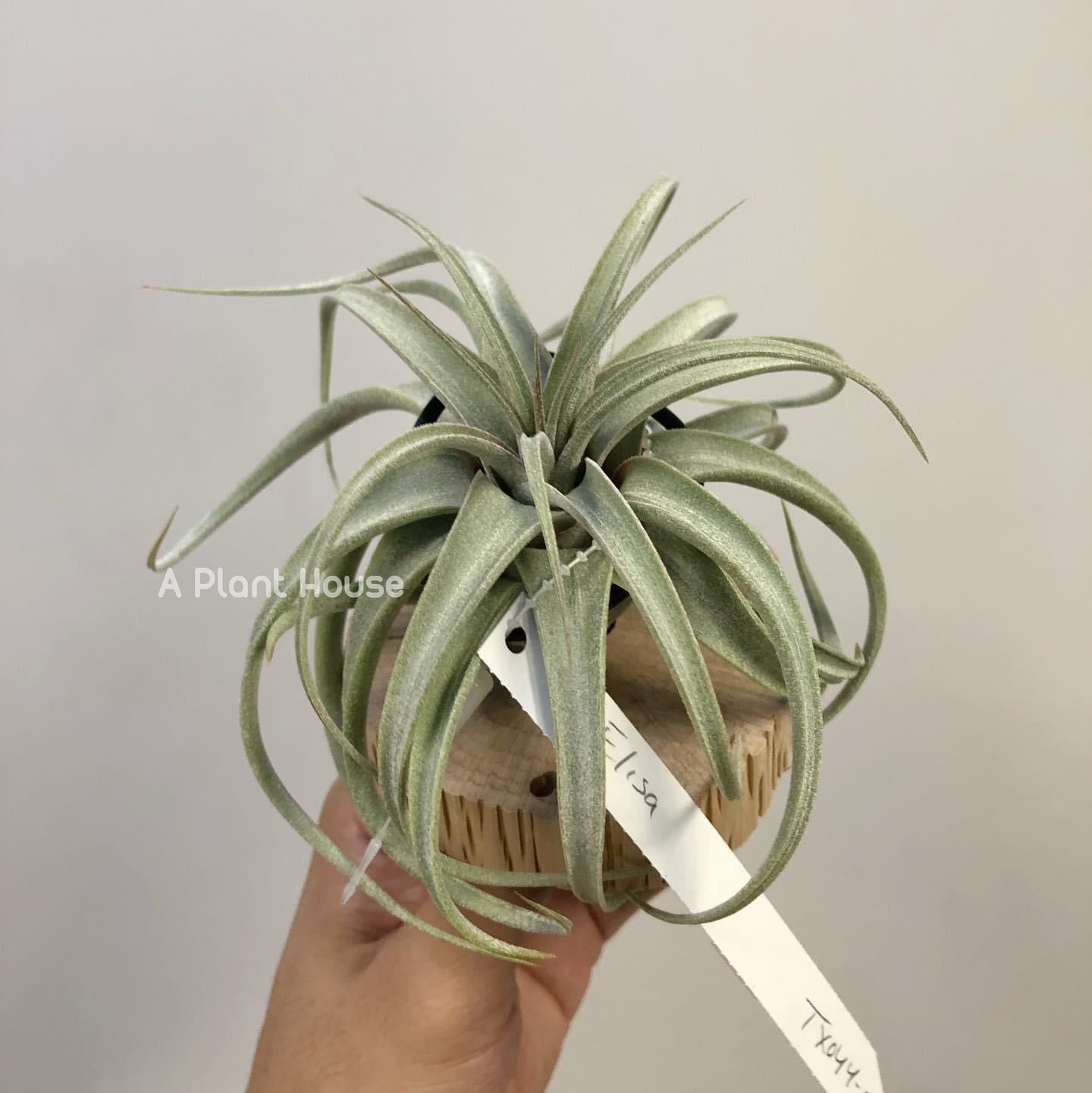 Tillandsia Elisa