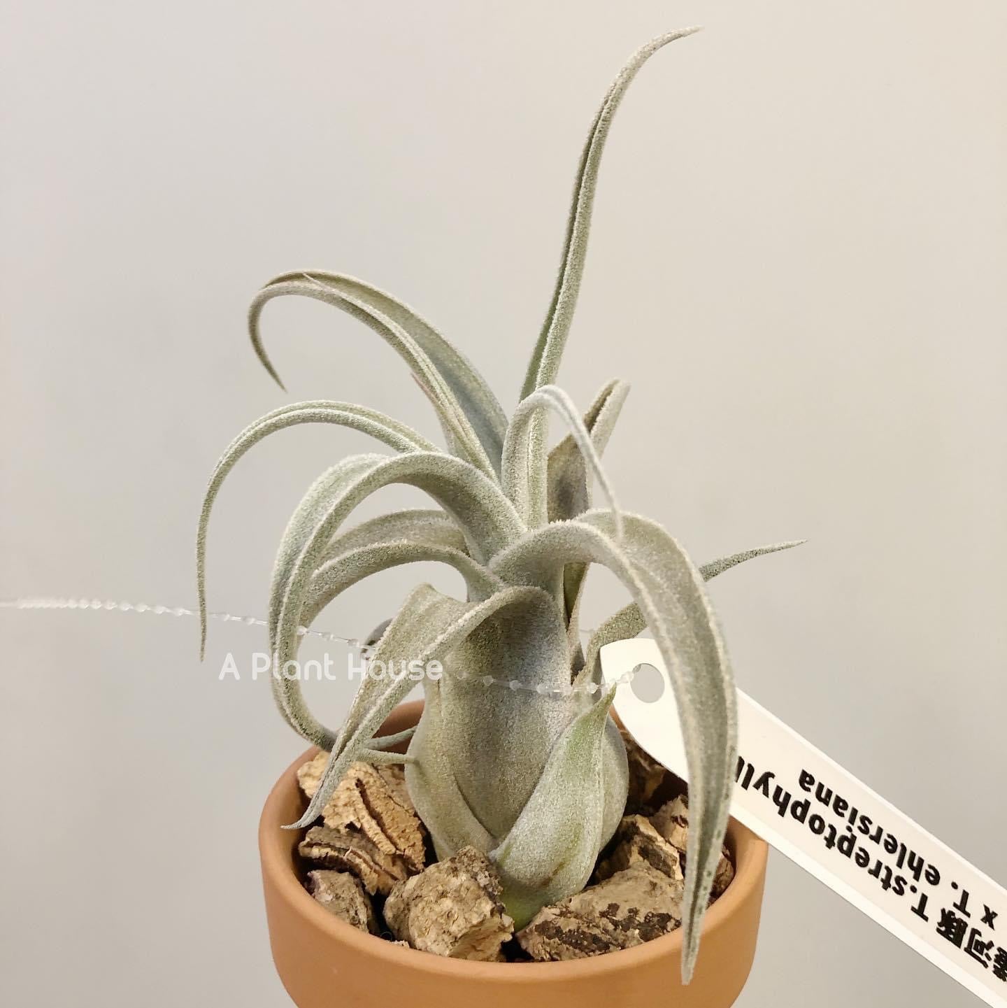 Tillandsia Joy
