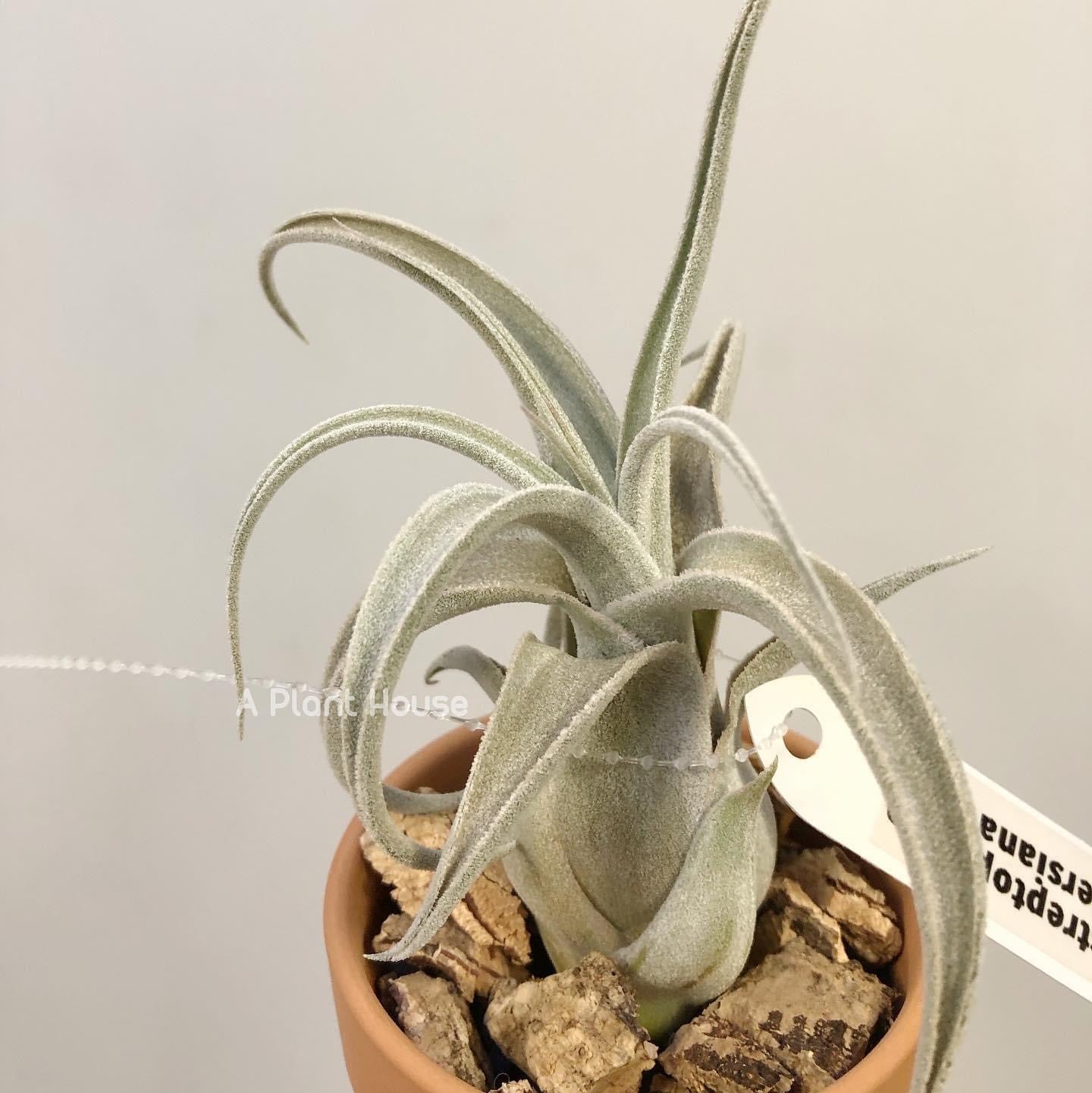 Tillandsia Joy