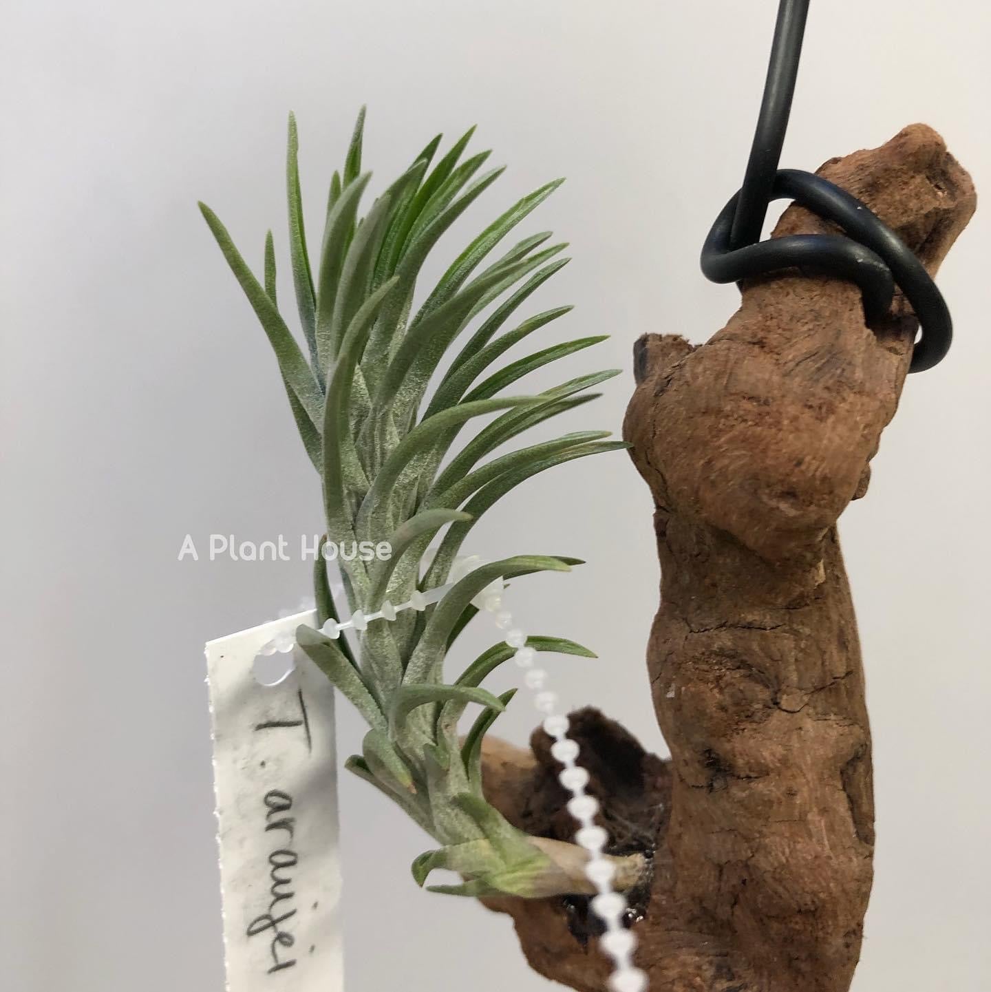 Tillandsia Araujei v. Araujei