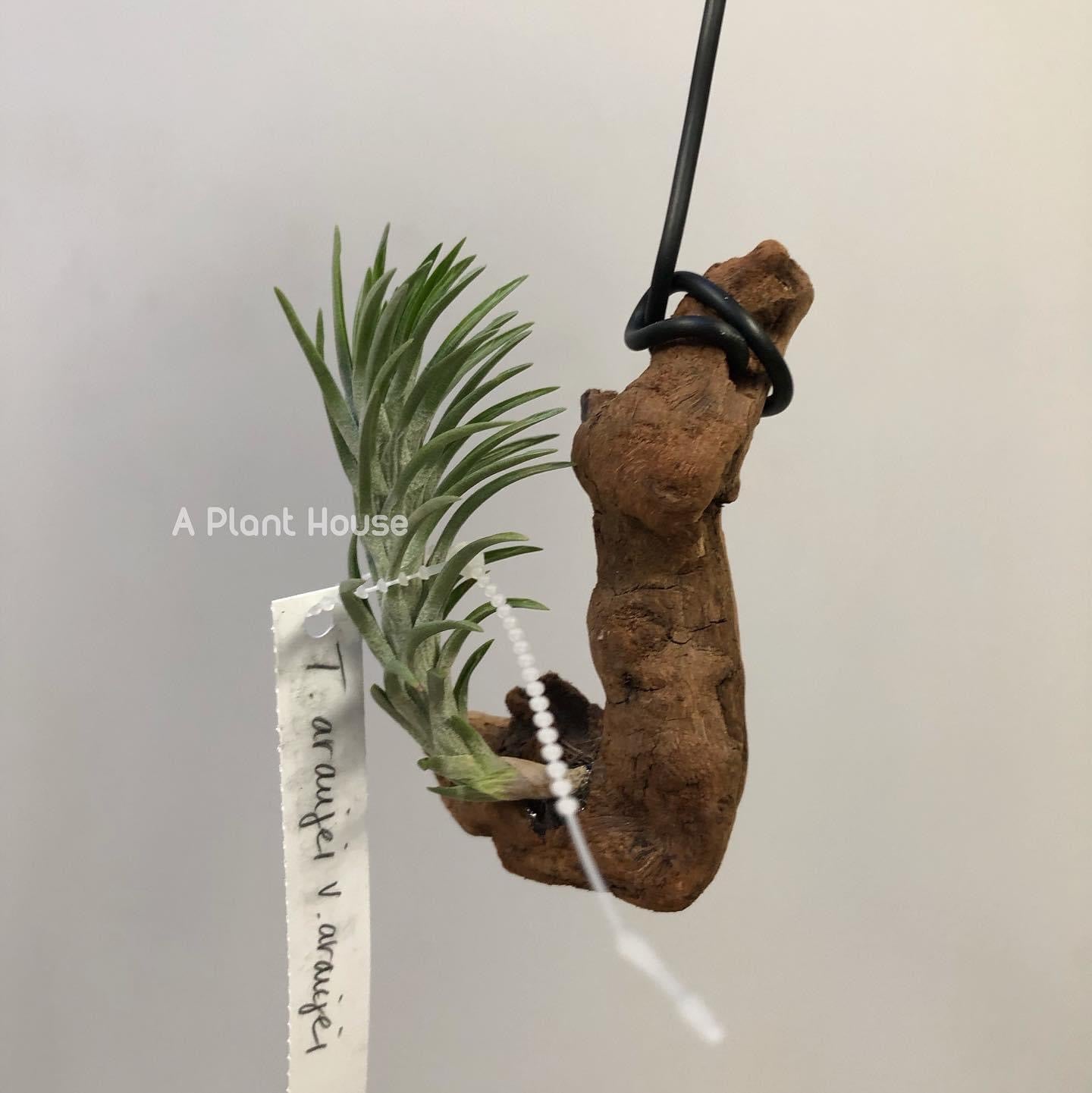 Tillandsia Araujei v. Araujei