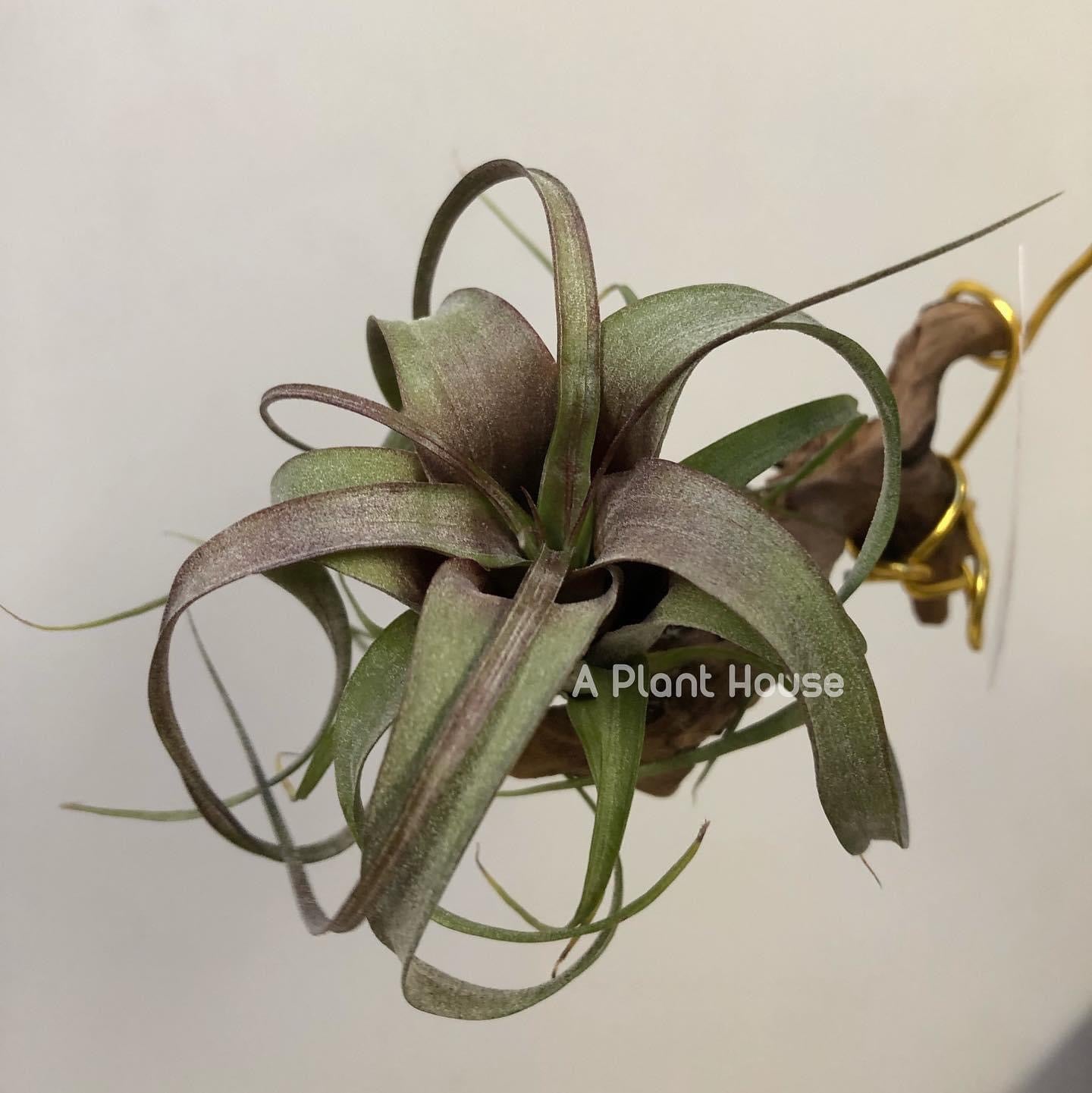 Tillandsia flexuosa giant (tropiflora) x Streptophylla red (8262)