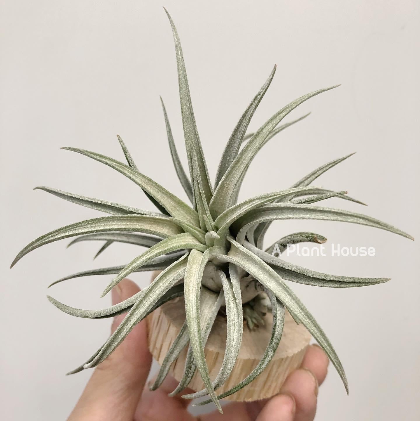 Tillandsia chiapensis x Tillandsia mitlaensis