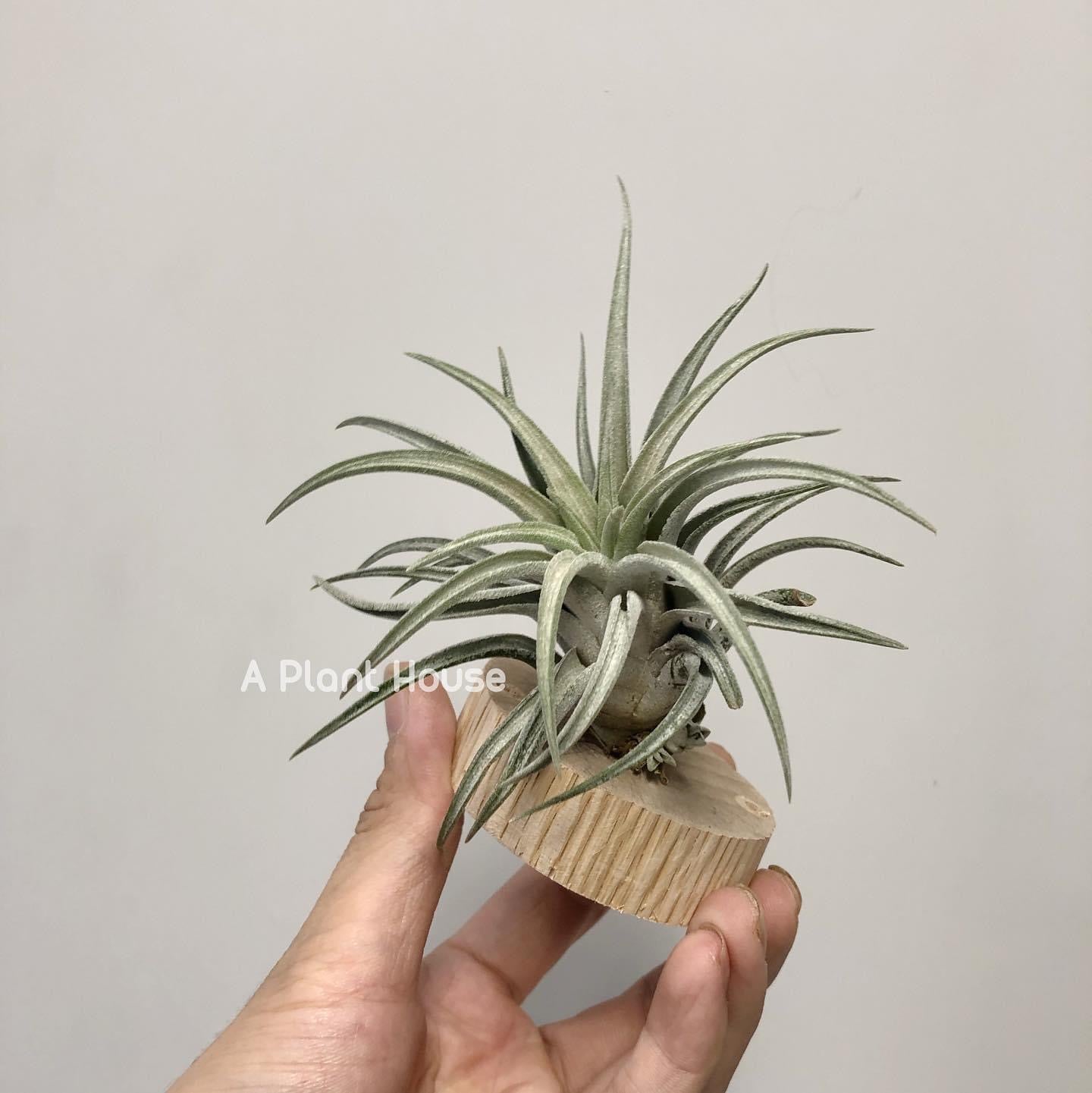 Tillandsia chiapensis x Tillandsia mitlaensis