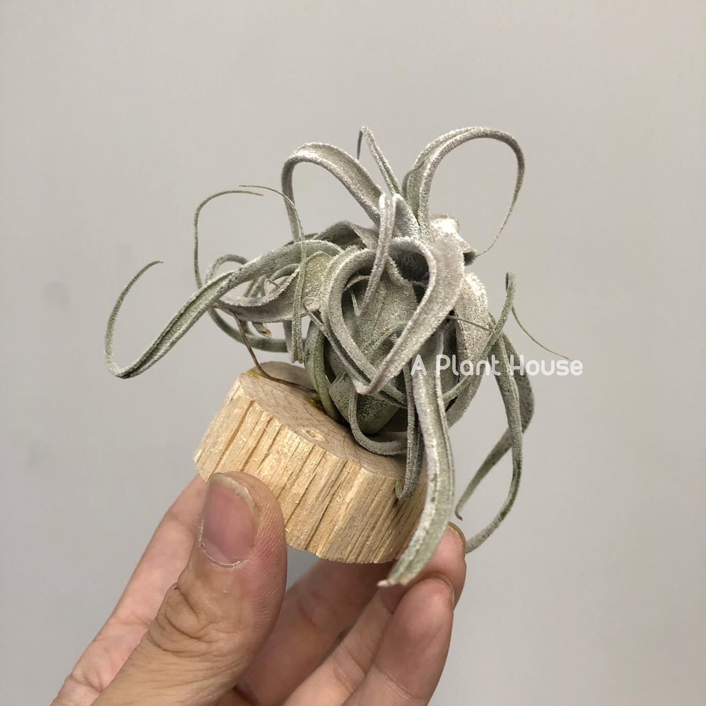 Tillandsia Joy