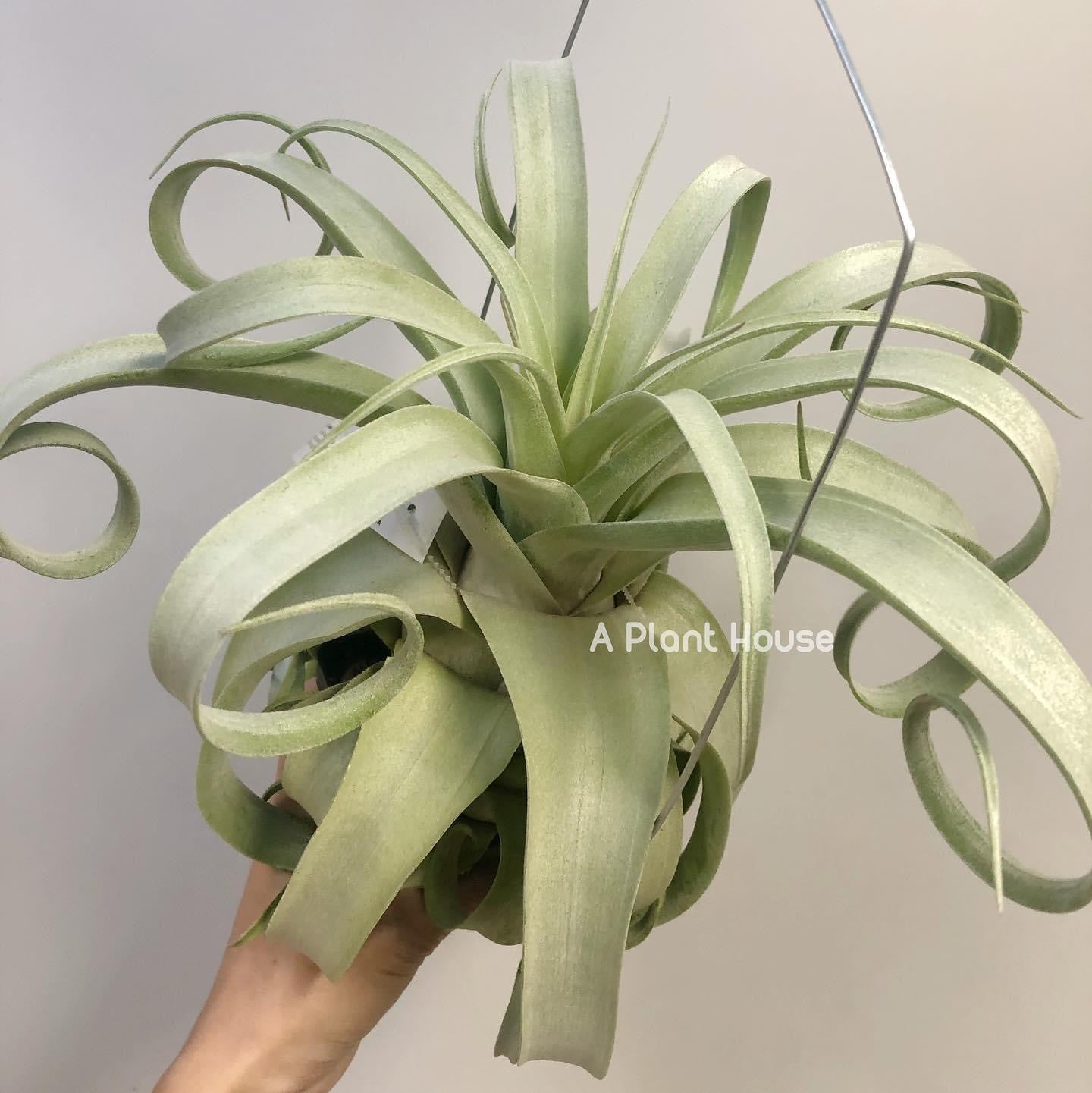 Tillandsia Regal Rene - specimen