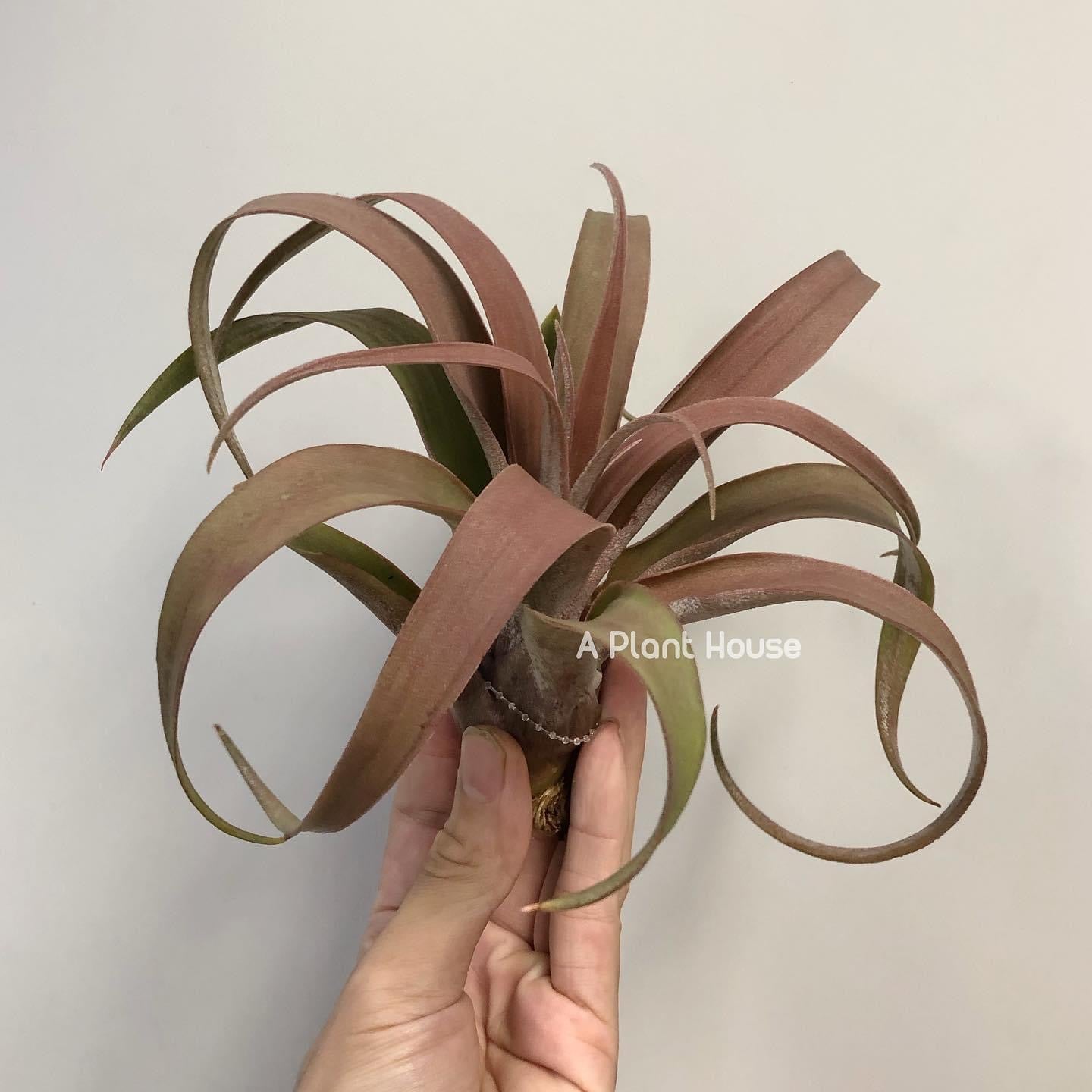 Tillandsia Michele APlantHouse