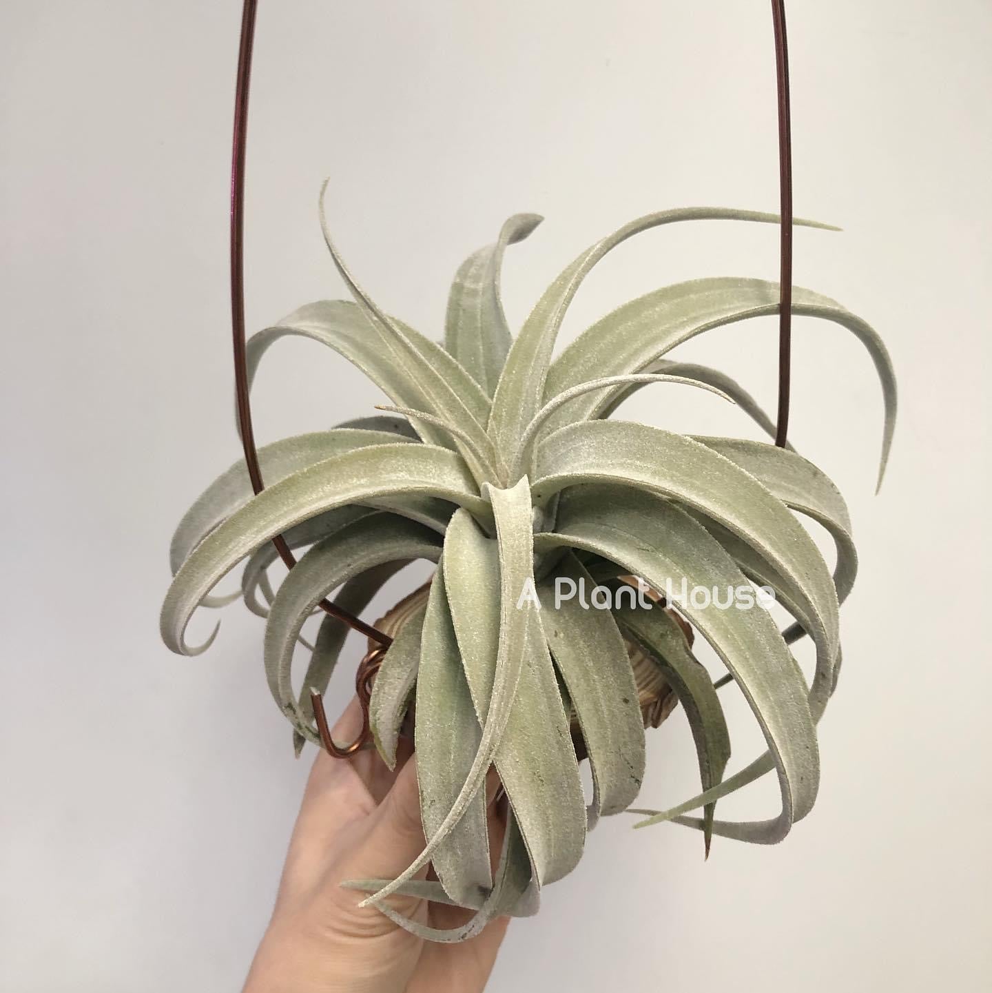 Tillandsia Latifolia leucophylla