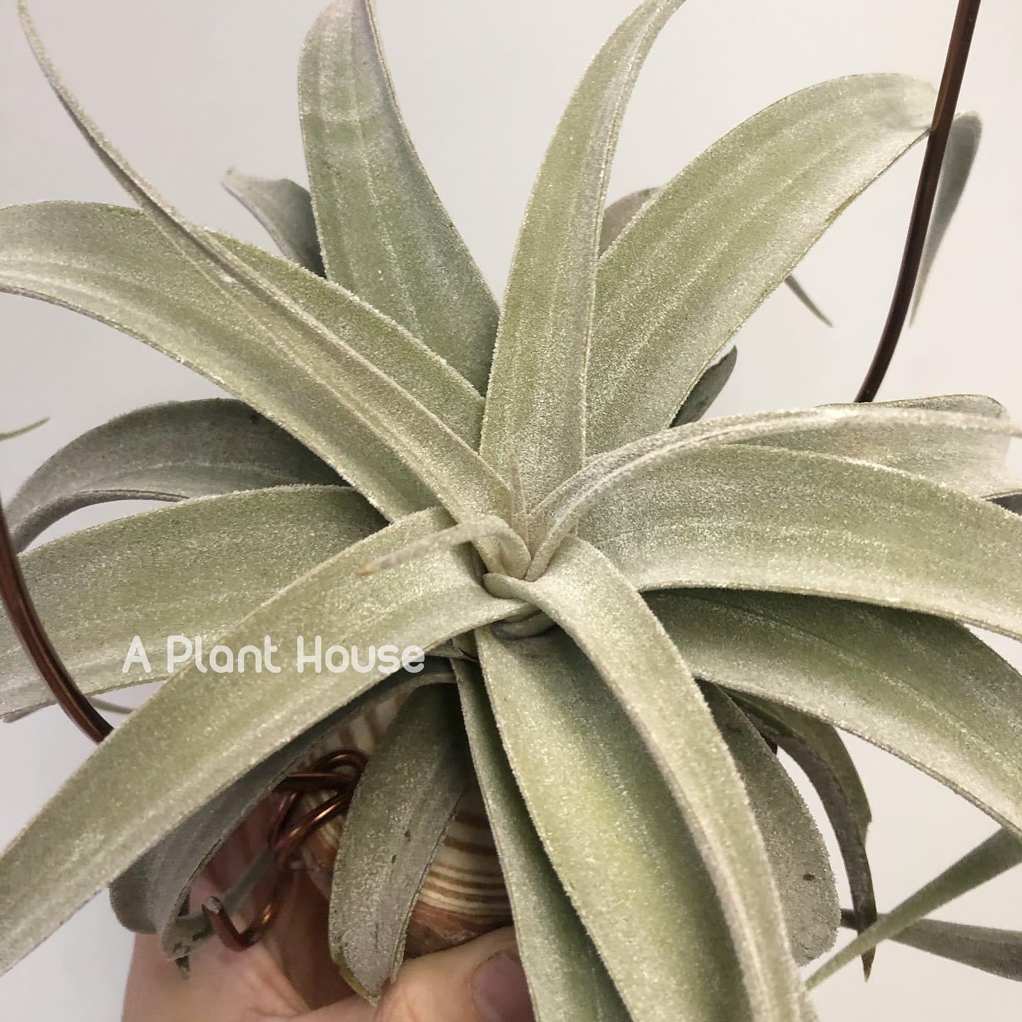 Tillandsia Latifolia leucophylla