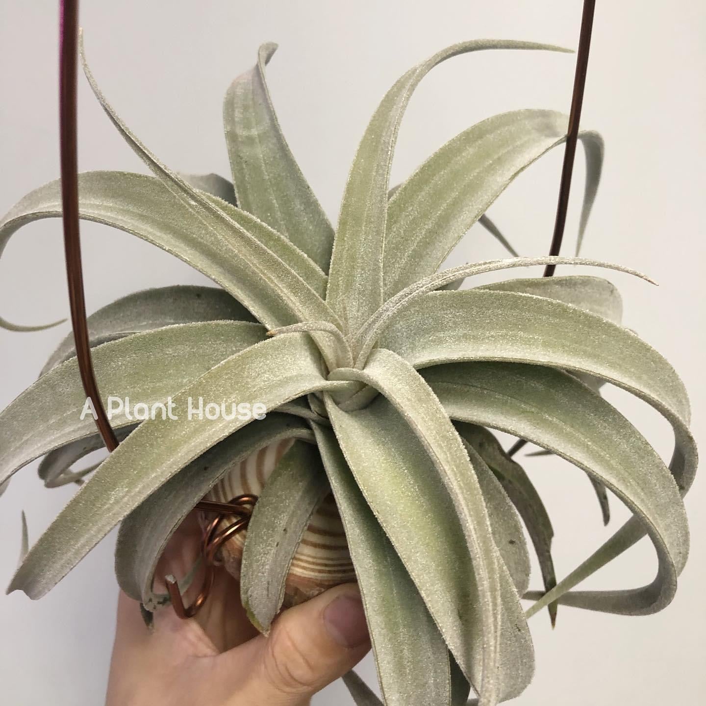 Tillandsia Latifolia leucophylla