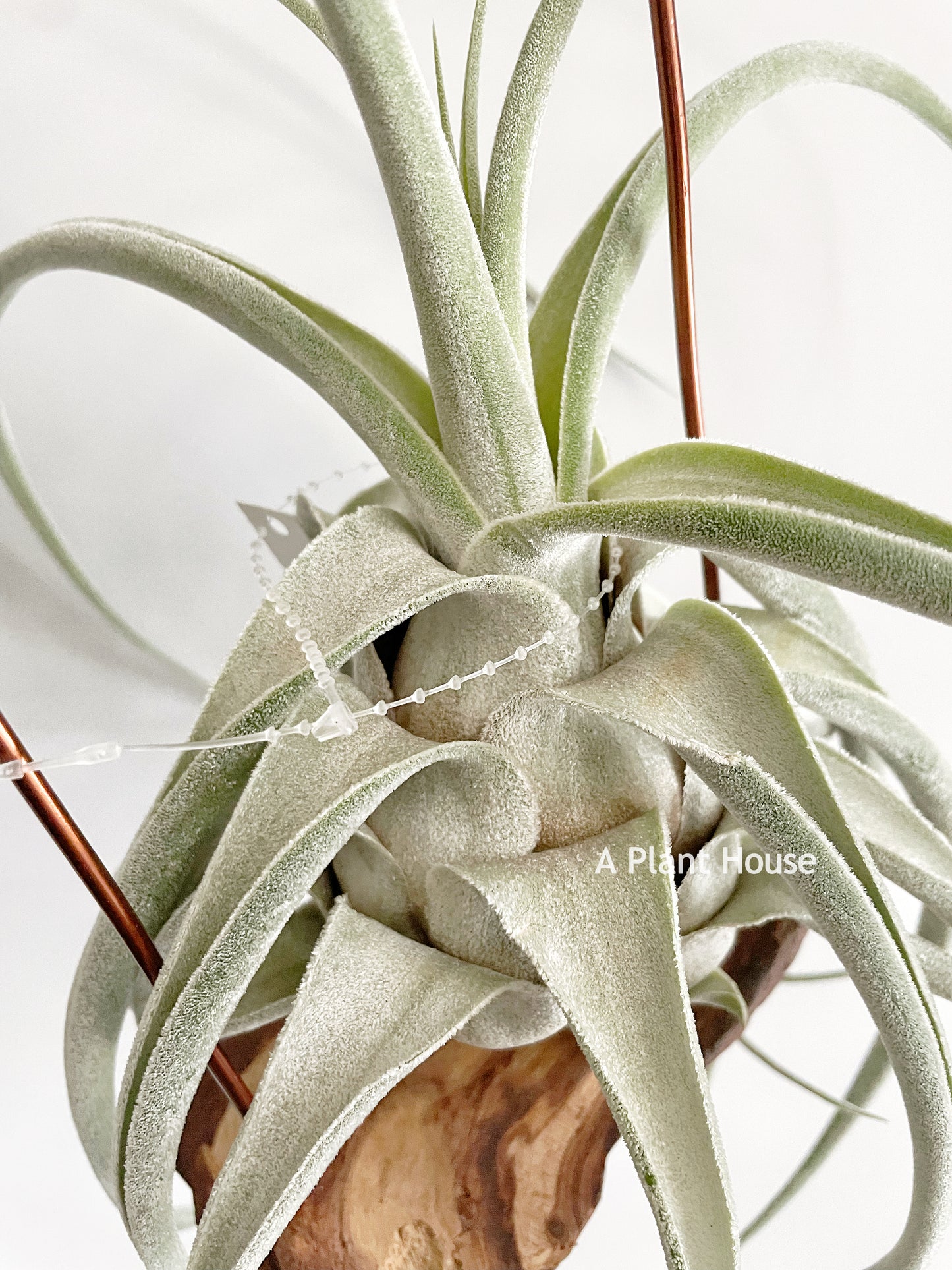 Tillandsia (Ehlersiana x Seleriana) x Seleriana