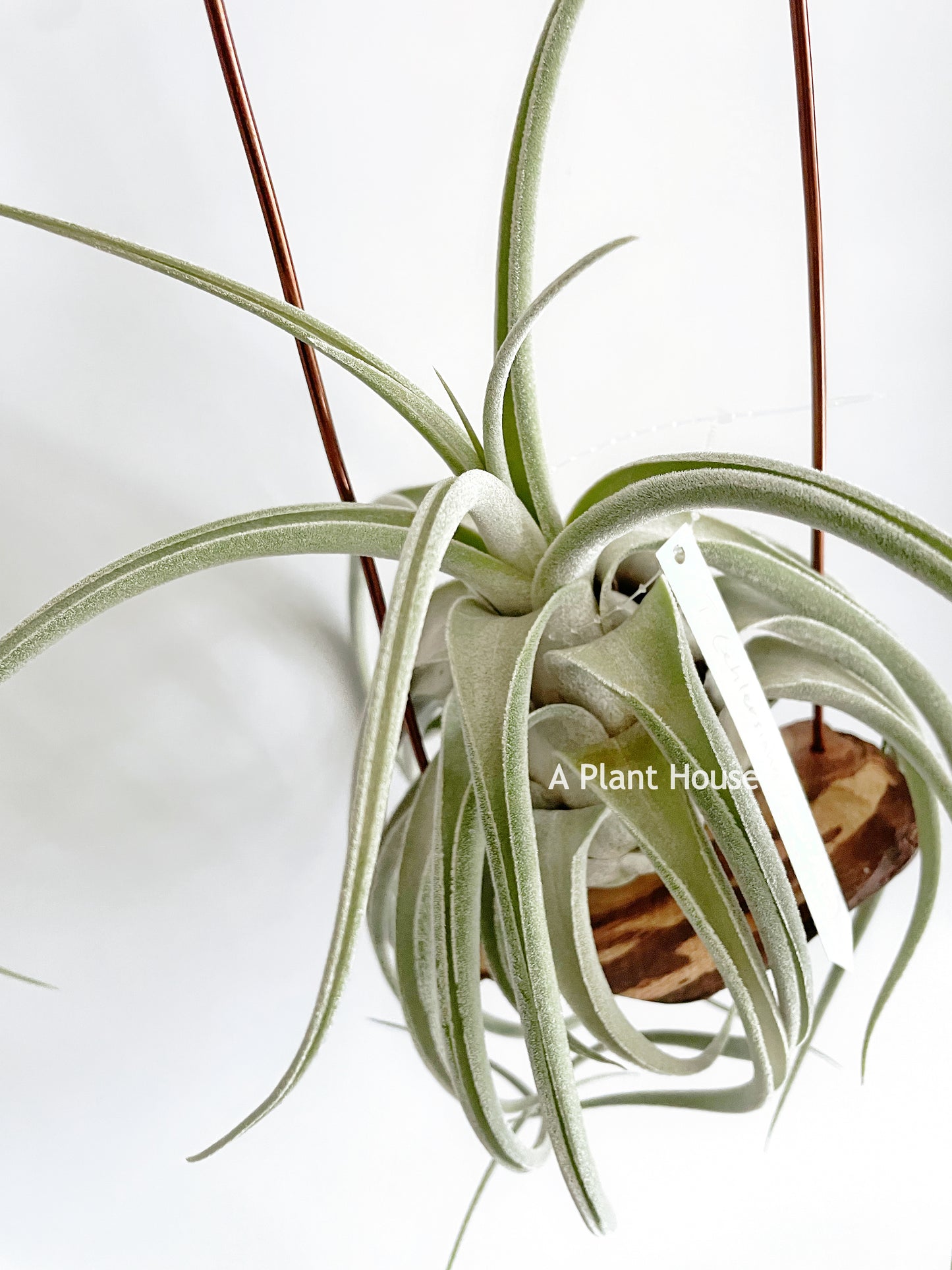 Tillandsia (Ehlersiana x Seleriana) x Seleriana