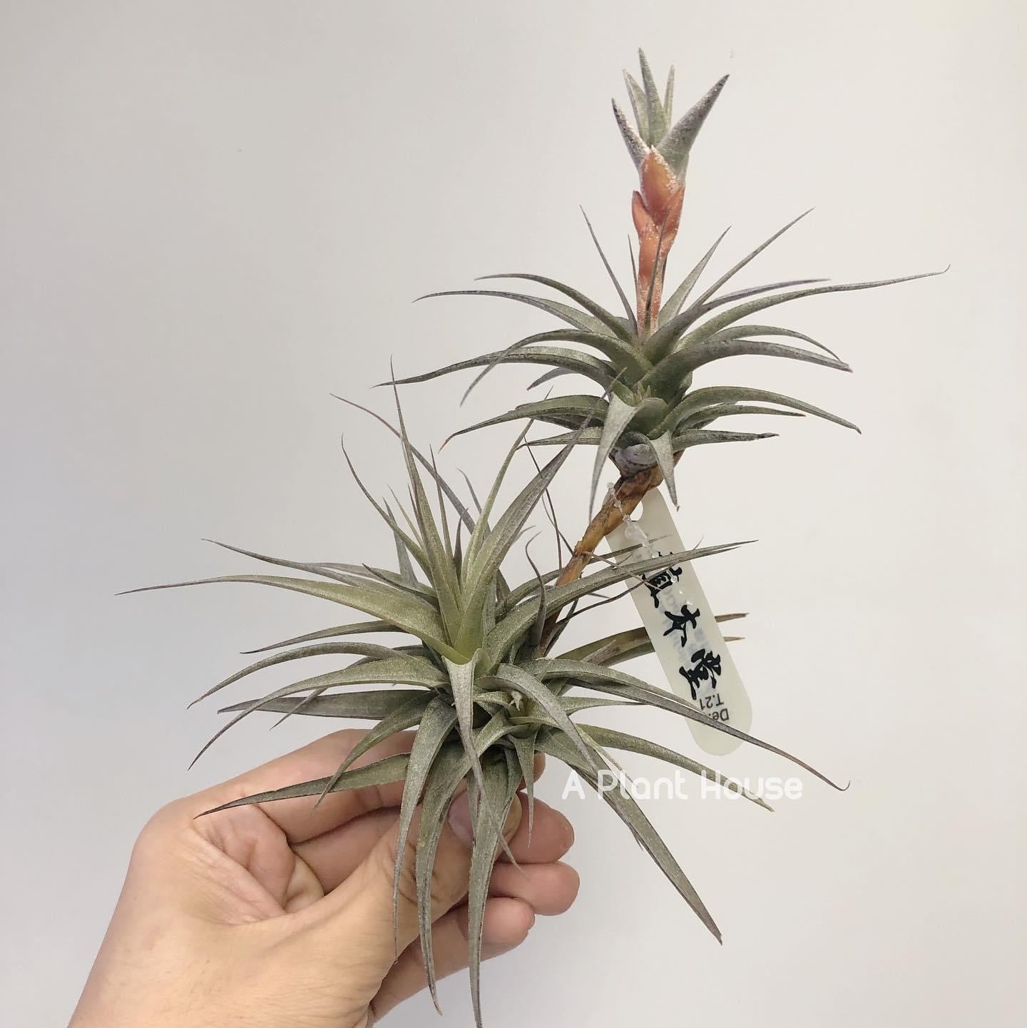 Tillandsia Latifolia Vivipara Type 3