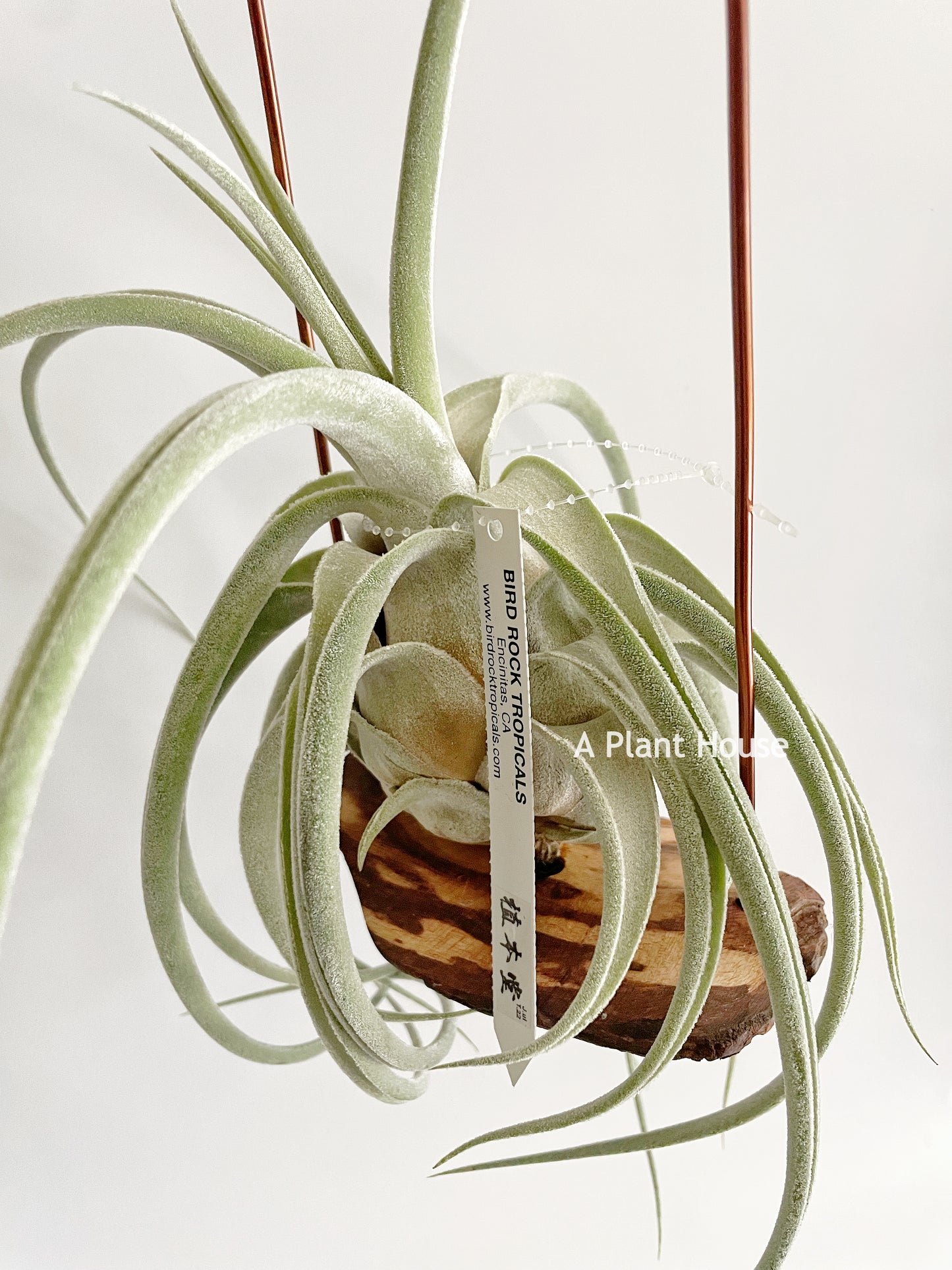 Tillandsia (Ehlersiana x Seleriana) x Seleriana