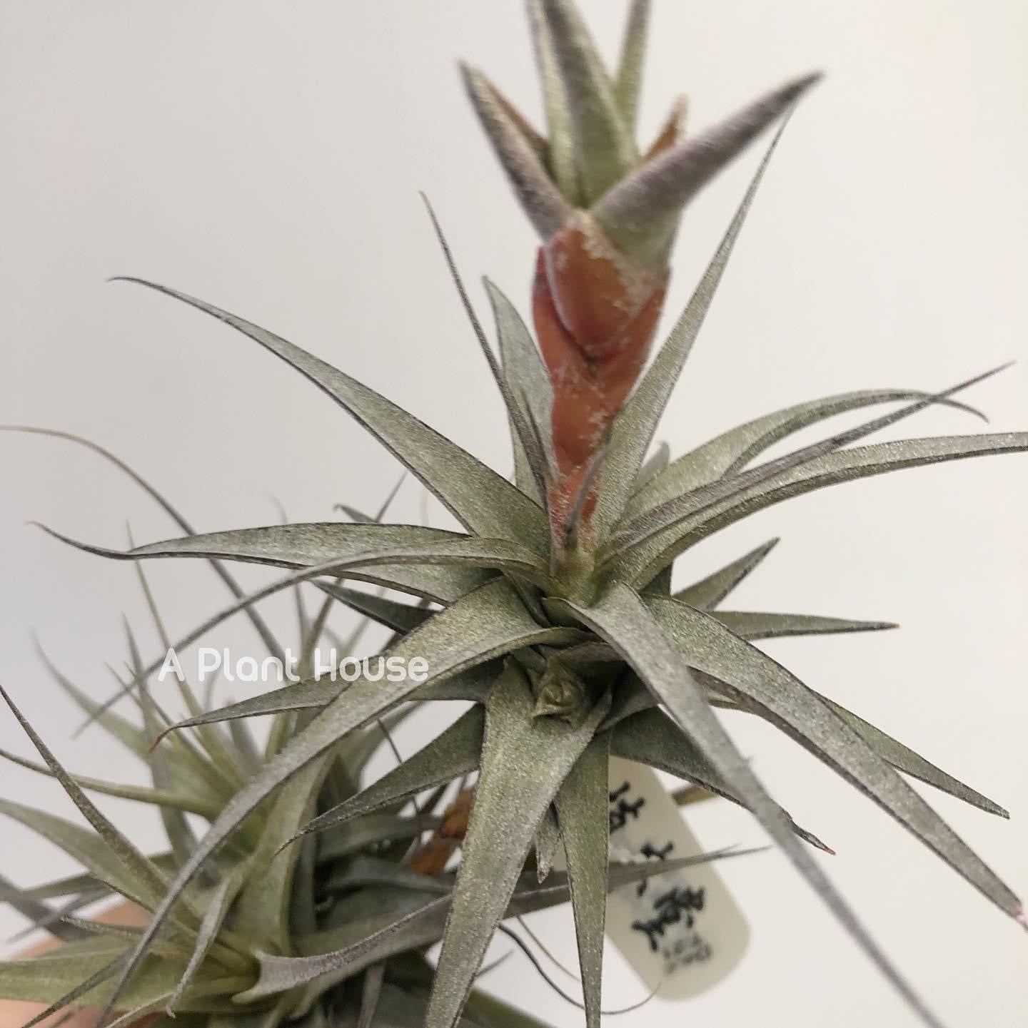 Tillandsia Latifolia Vivipara Type 3