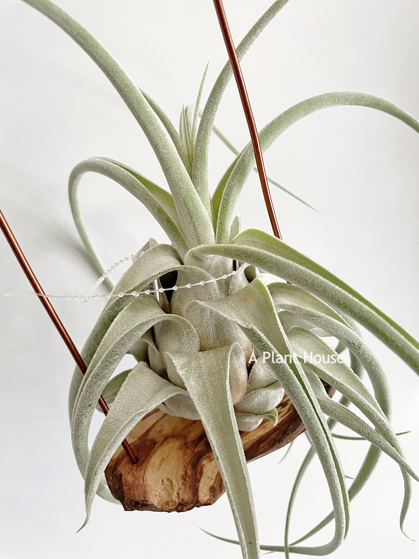 Tillandsia (Ehlersiana x Seleriana) x Seleriana
