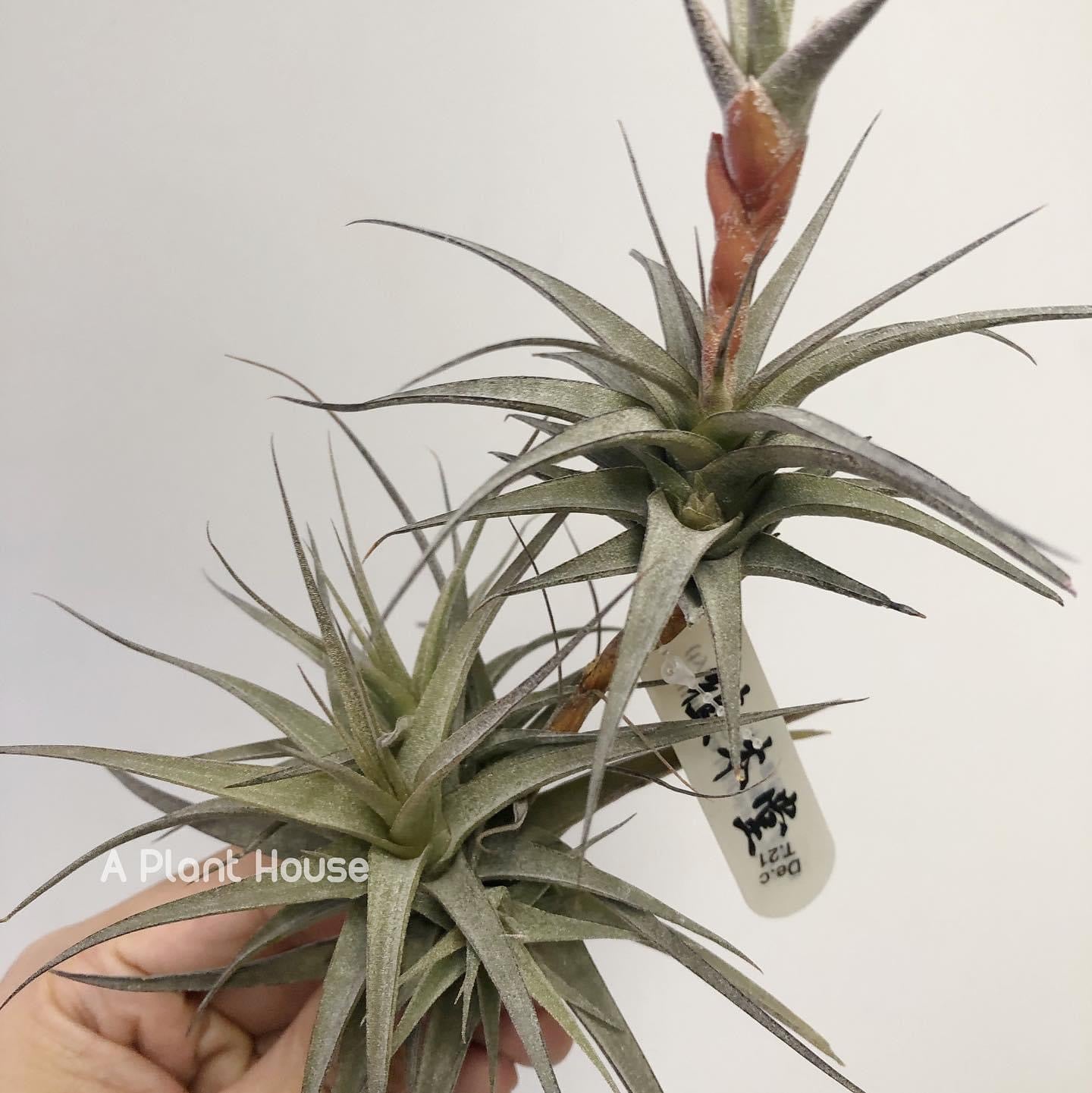 Tillandsia Latifolia Vivipara Type 3