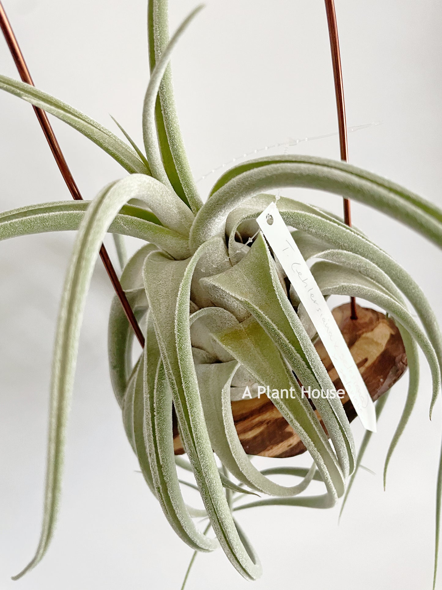 Tillandsia (Ehlersiana x Seleriana) x Seleriana