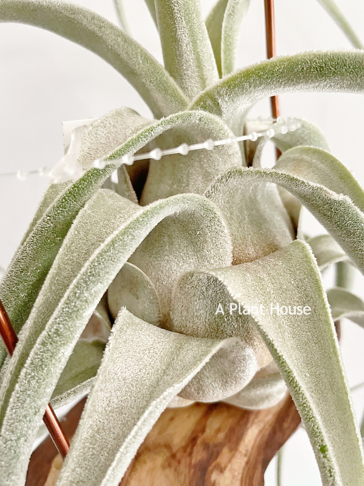 Tillandsia (Ehlersiana x Seleriana) x Seleriana