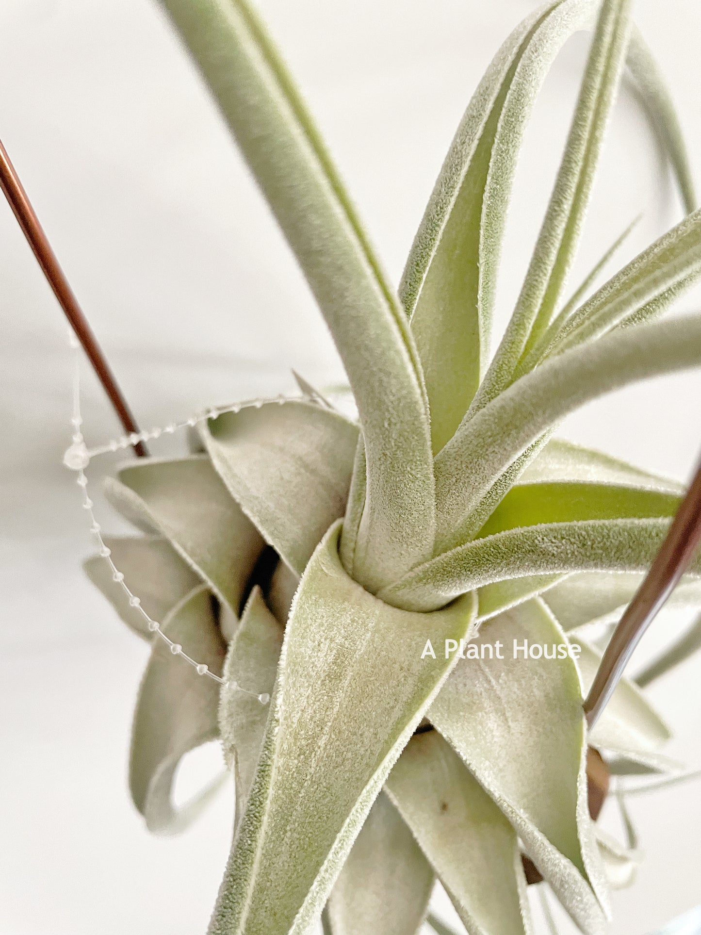Tillandsia (Ehlersiana x Seleriana) x Seleriana