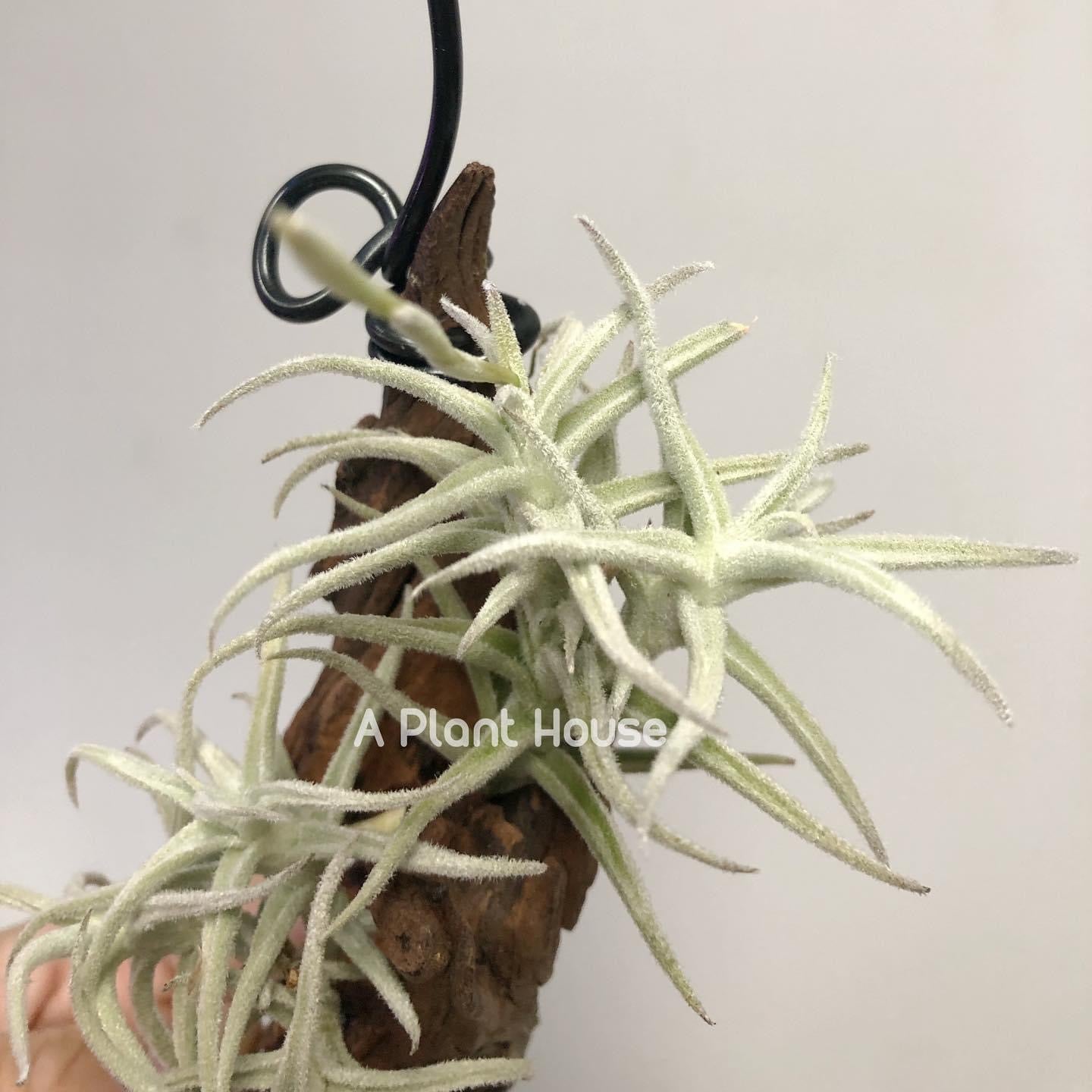 Tillandsia Paleacea Enano