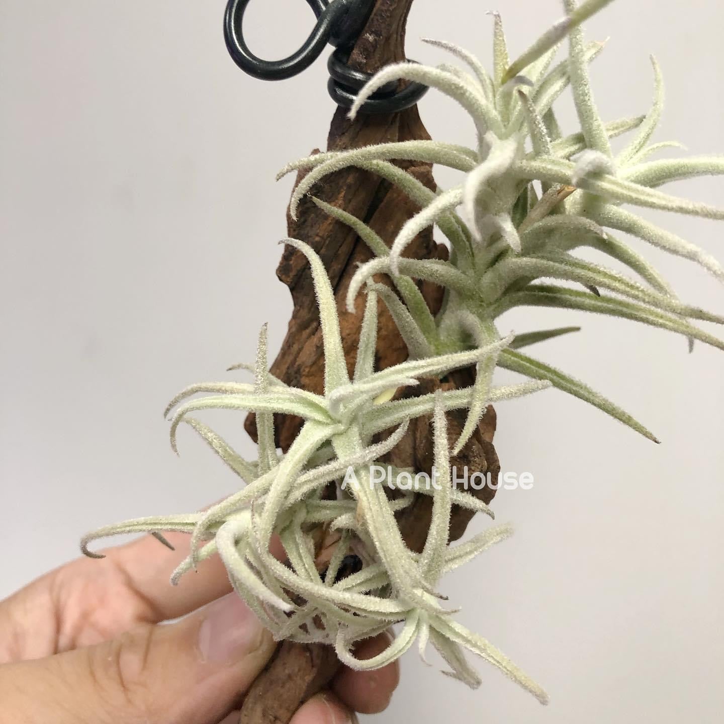 Tillandsia Paleacea Enano