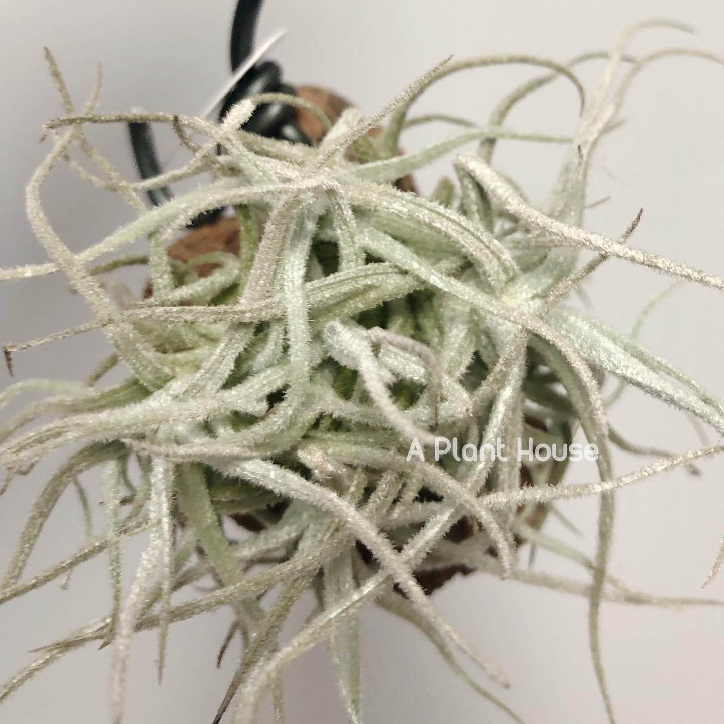 Tillandsia chusgonensis large clump