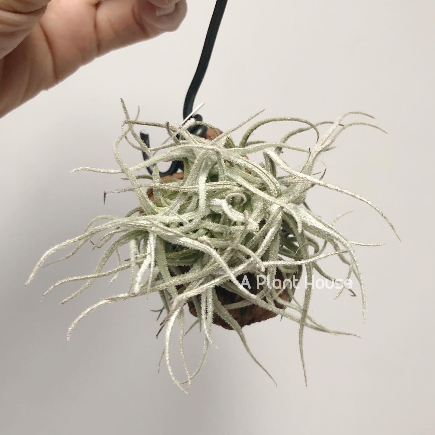 Tillandsia chusgonensis large clump