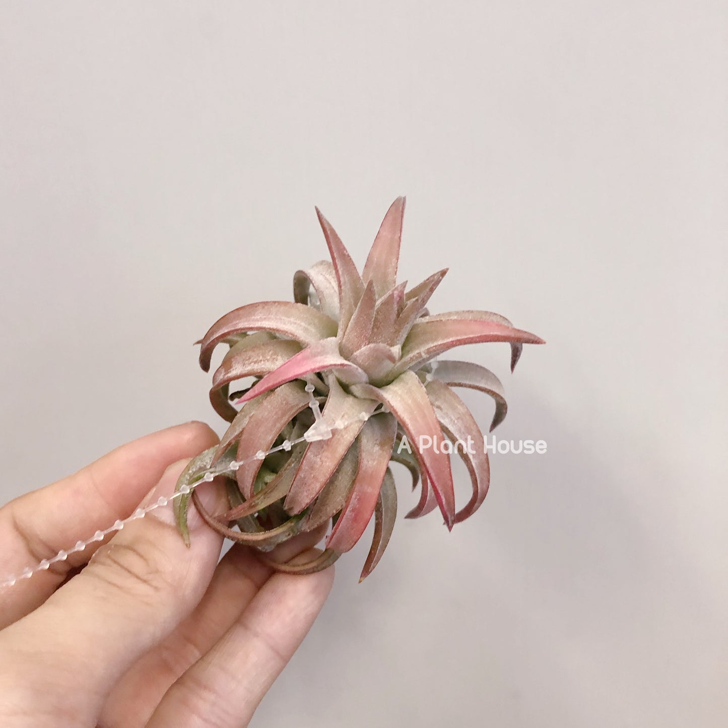 Tillandsia Ionantha V. Van-Hyningii Jumbo