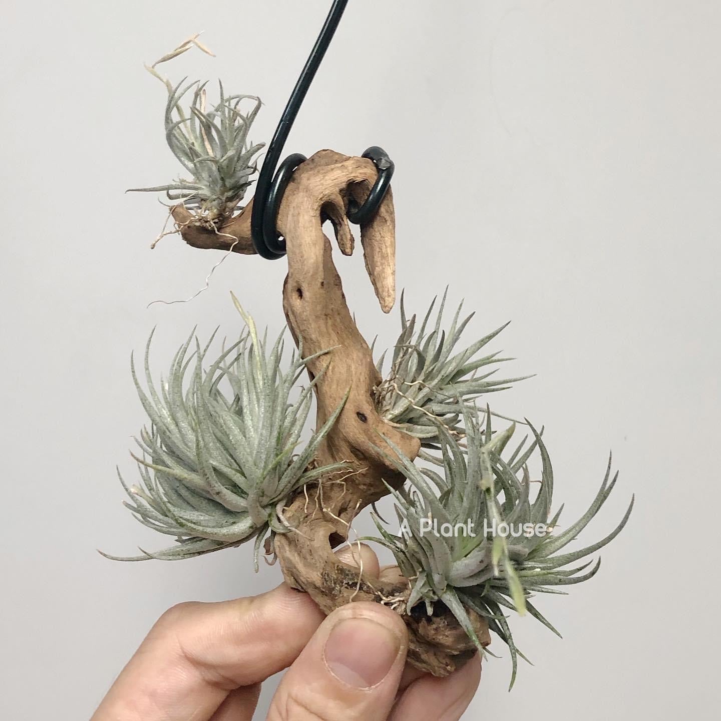 Tillandsia Loliacea