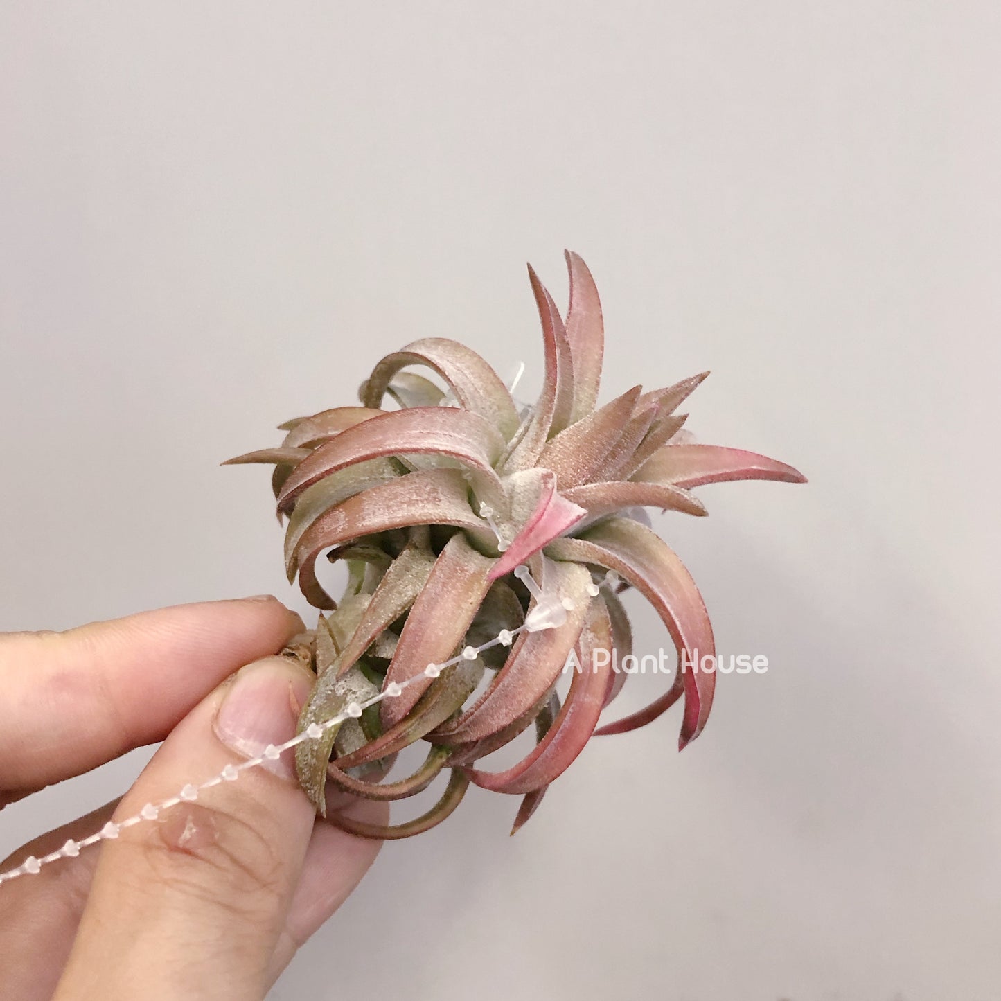 Tillandsia Ionantha V. Van-Hyningii Jumbo