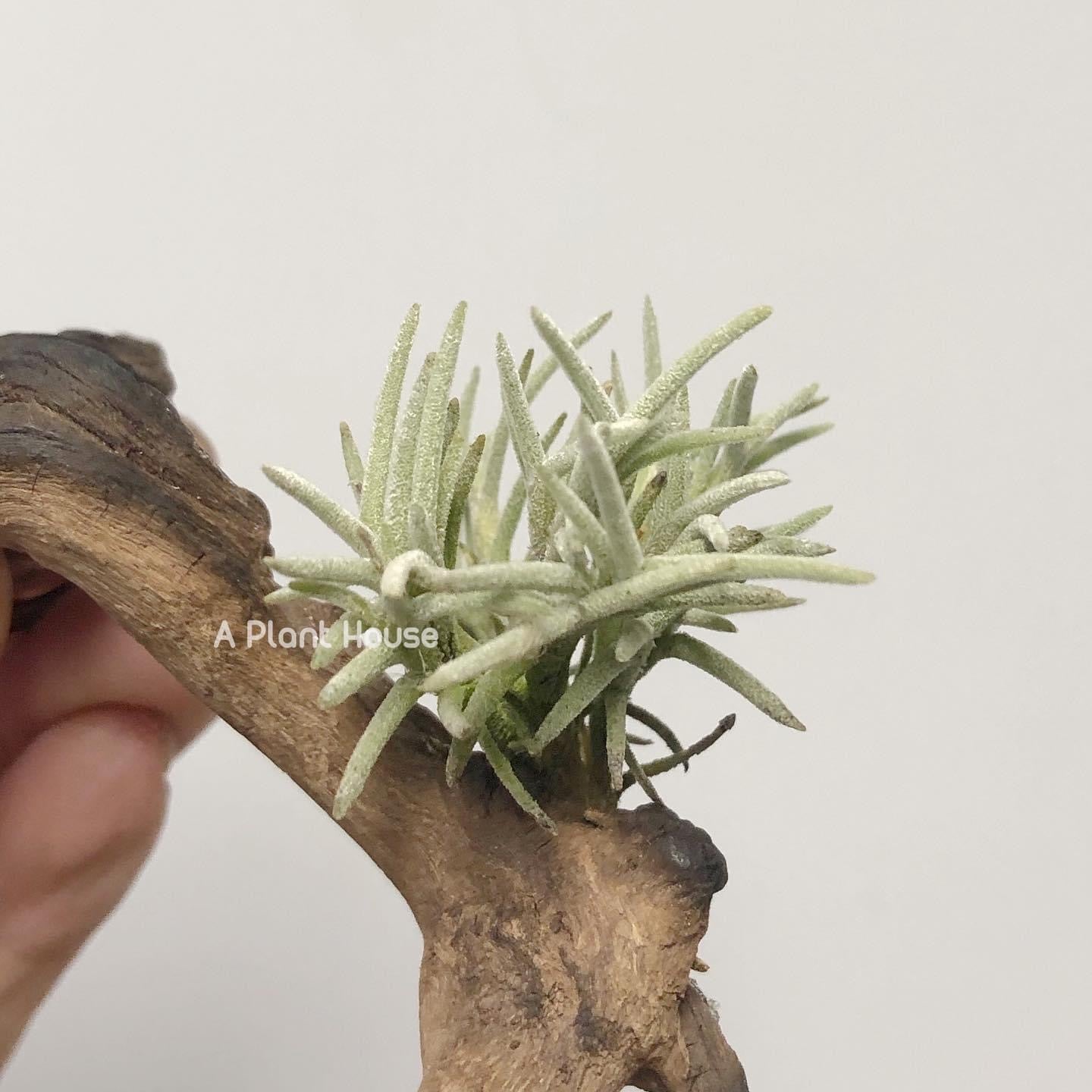 Tillandsia Capillaris Type 4