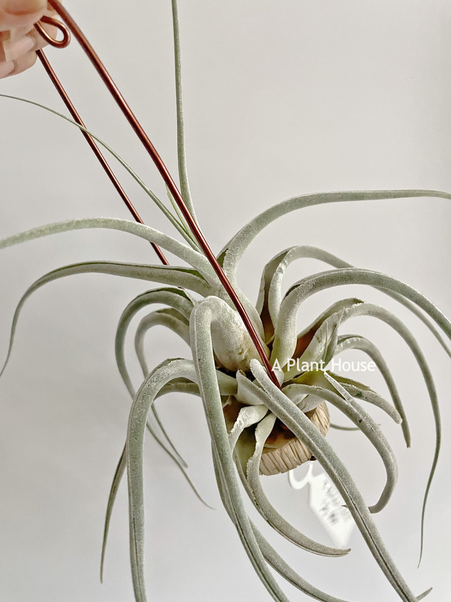 Tillandsia Ehlersiana